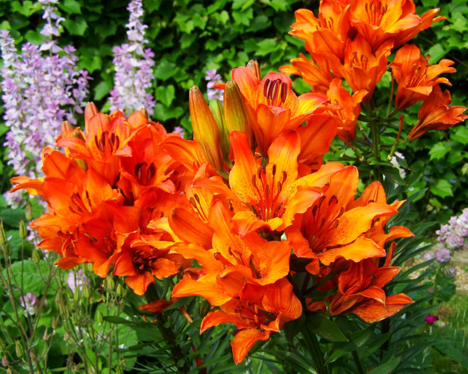 Kodak EASYSHARE ZD710 ZOOM DIGITAL CAMERA sample photo. Fire lily, flower garden photography