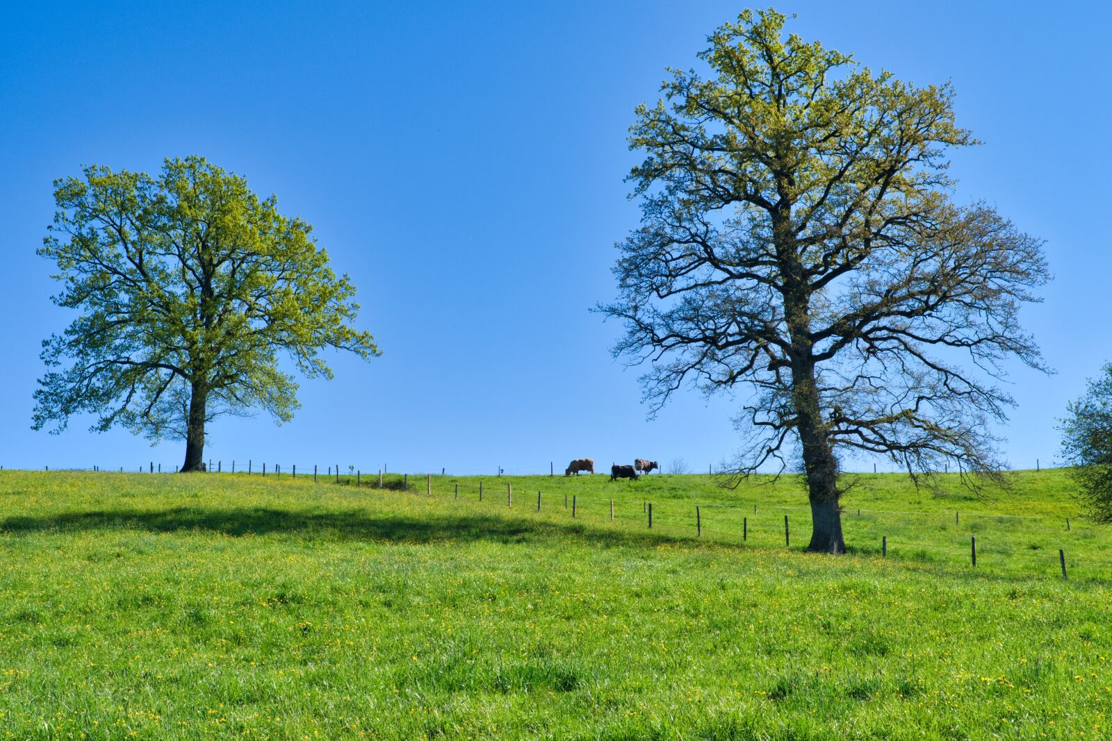 Nikon D7500 sample photo. Spring, nature, trees photography