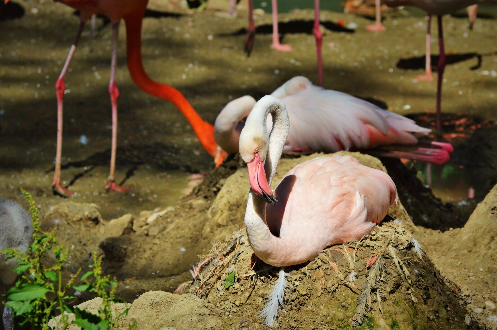 Nikon D3200 sample photo. Flamingo, bird, pink photography
