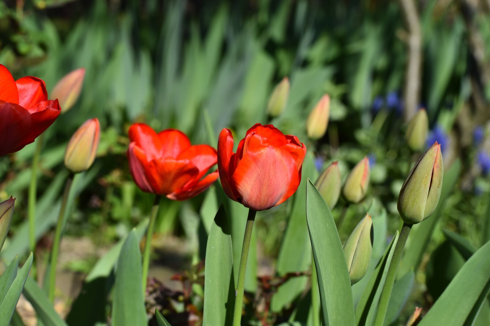 Nikon D3500 sample photo. Flowers, tulips, spring photography