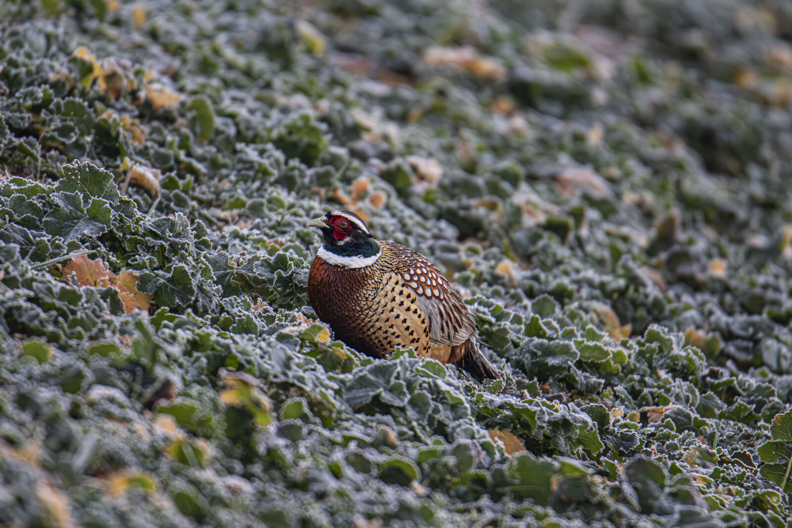 Canon EOS 7D Mark II sample photo