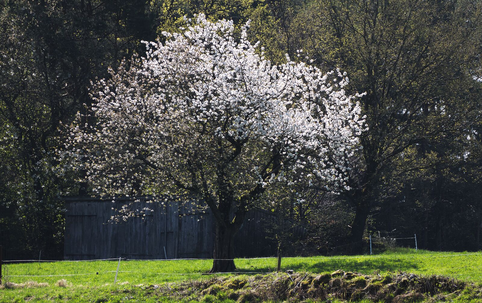 Panasonic Lumix DMC-FZ1000 sample photo. Flowers, tree, meadow photography