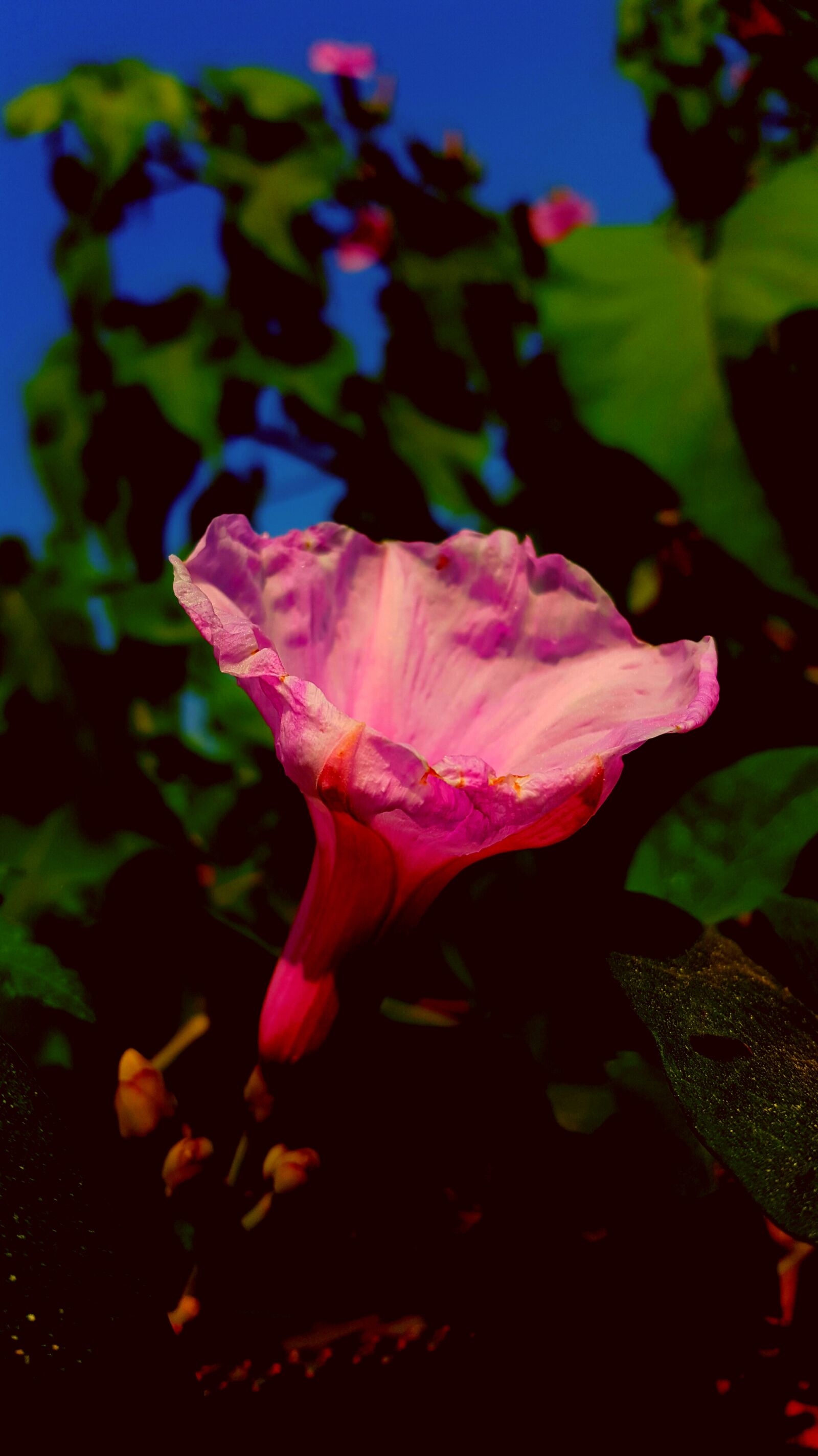Samsung Galaxy S6 sample photo. Samsung, galaxy, s6 photography