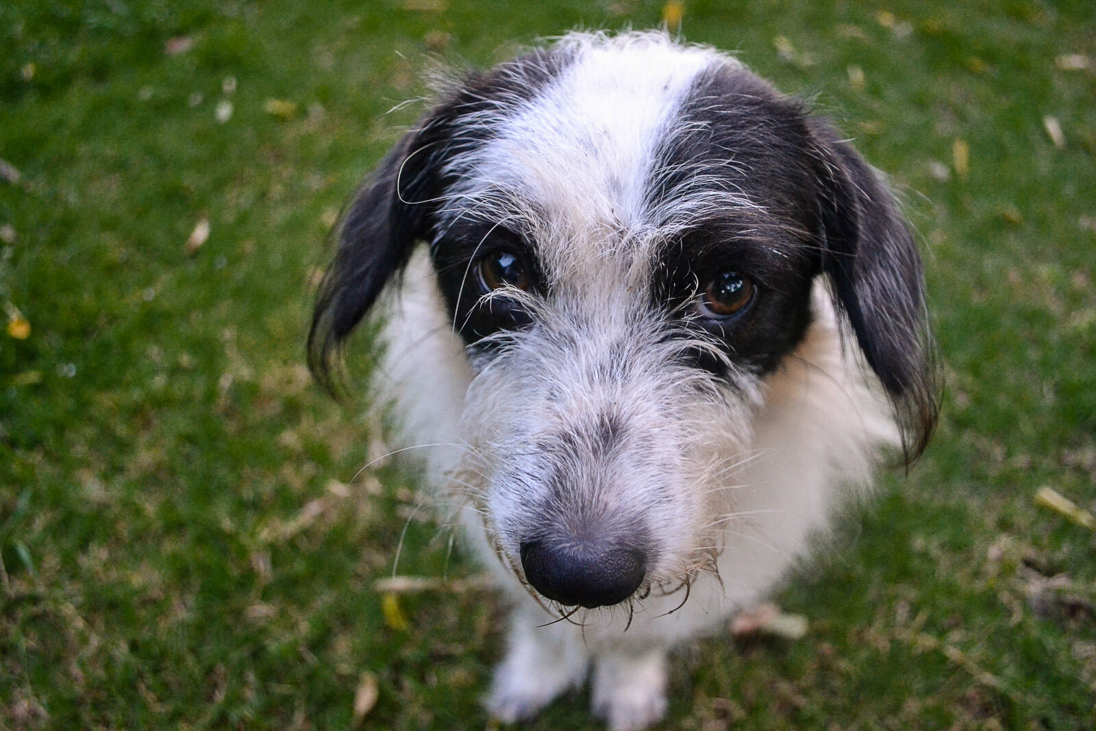 Nikon D3100 sample photo. Animal, dog, pet photography