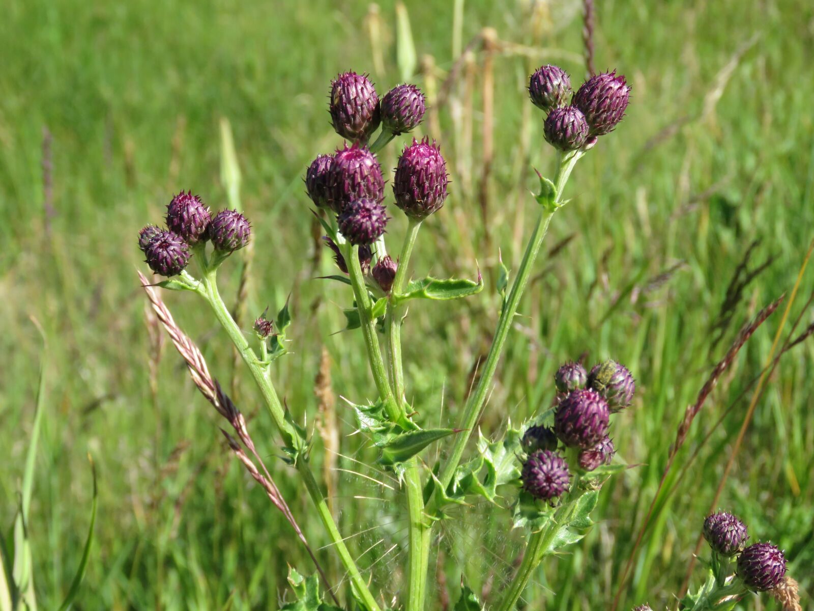 Canon PowerShot SX60 HS sample photo. Thistle, purple, flower photography