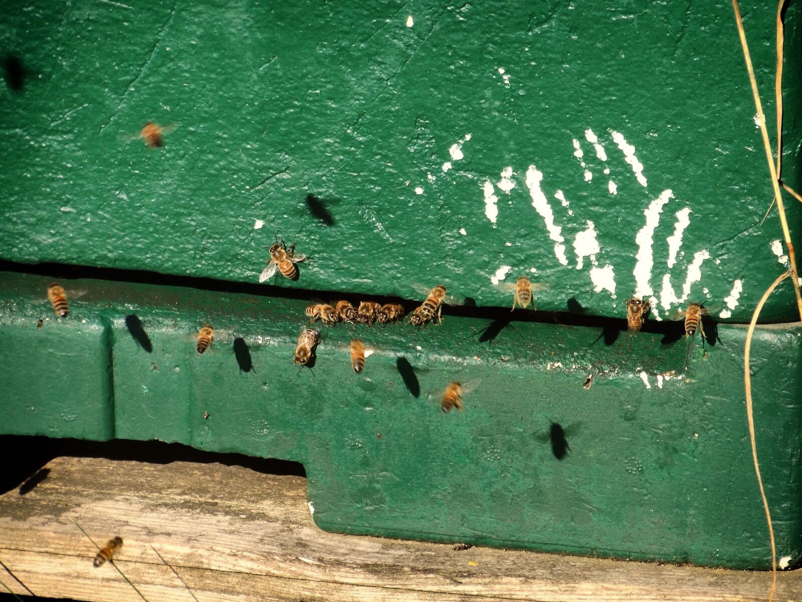 Sony Cyber-shot DSC-HX300 sample photo. Bees, bees box, flight photography