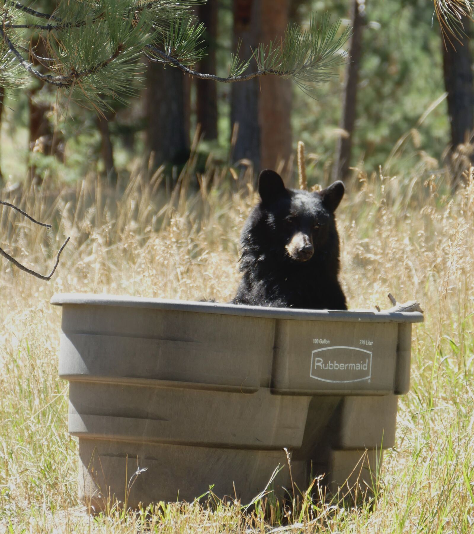 Panasonic Lumix DMC-FZ1000 sample photo. Bear bathing in horse photography