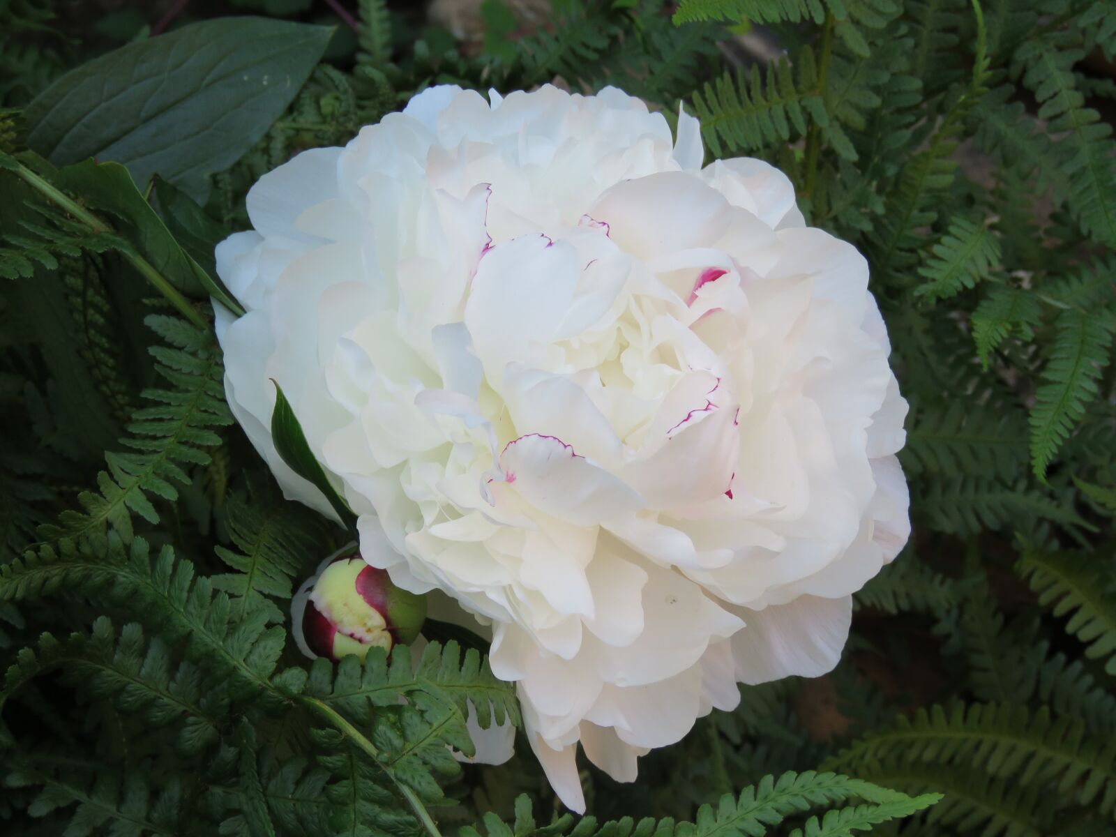 Canon PowerShot SX60 HS sample photo. Peony, white, light photography