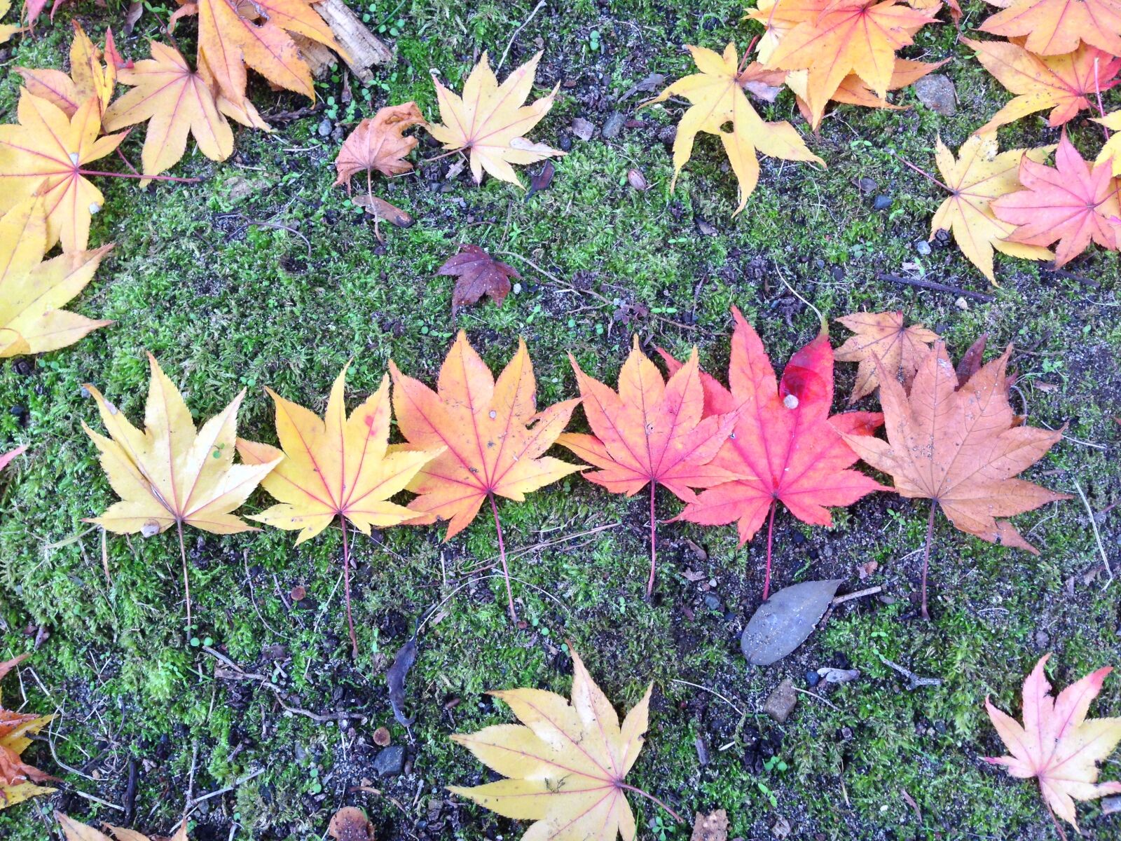 iPhone 5c back camera 4.12mm f/2.4 sample photo. Autumn, fall, leaves photography