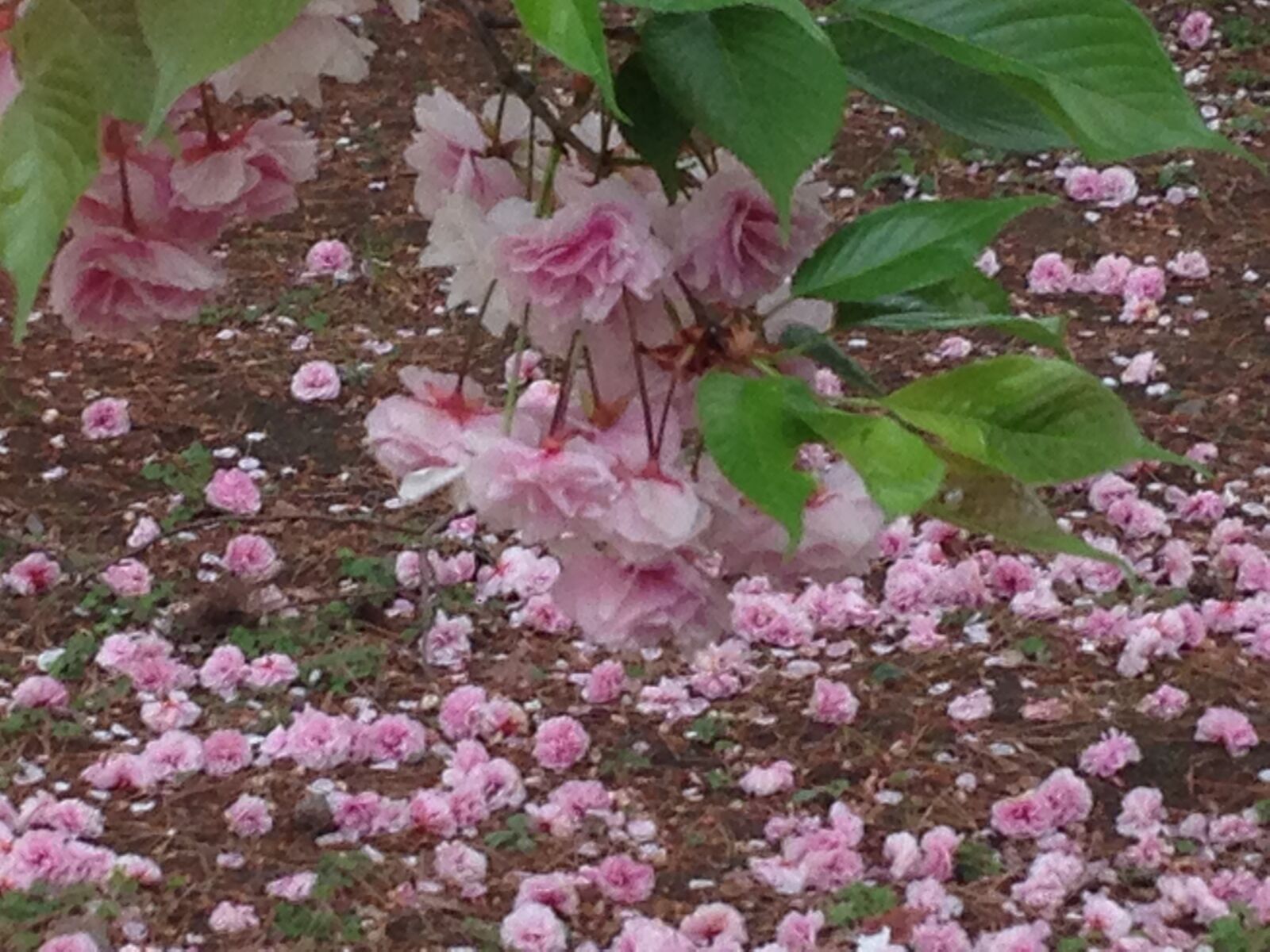 Apple iPhone 5c sample photo. Cherry blossom, spring, flower photography