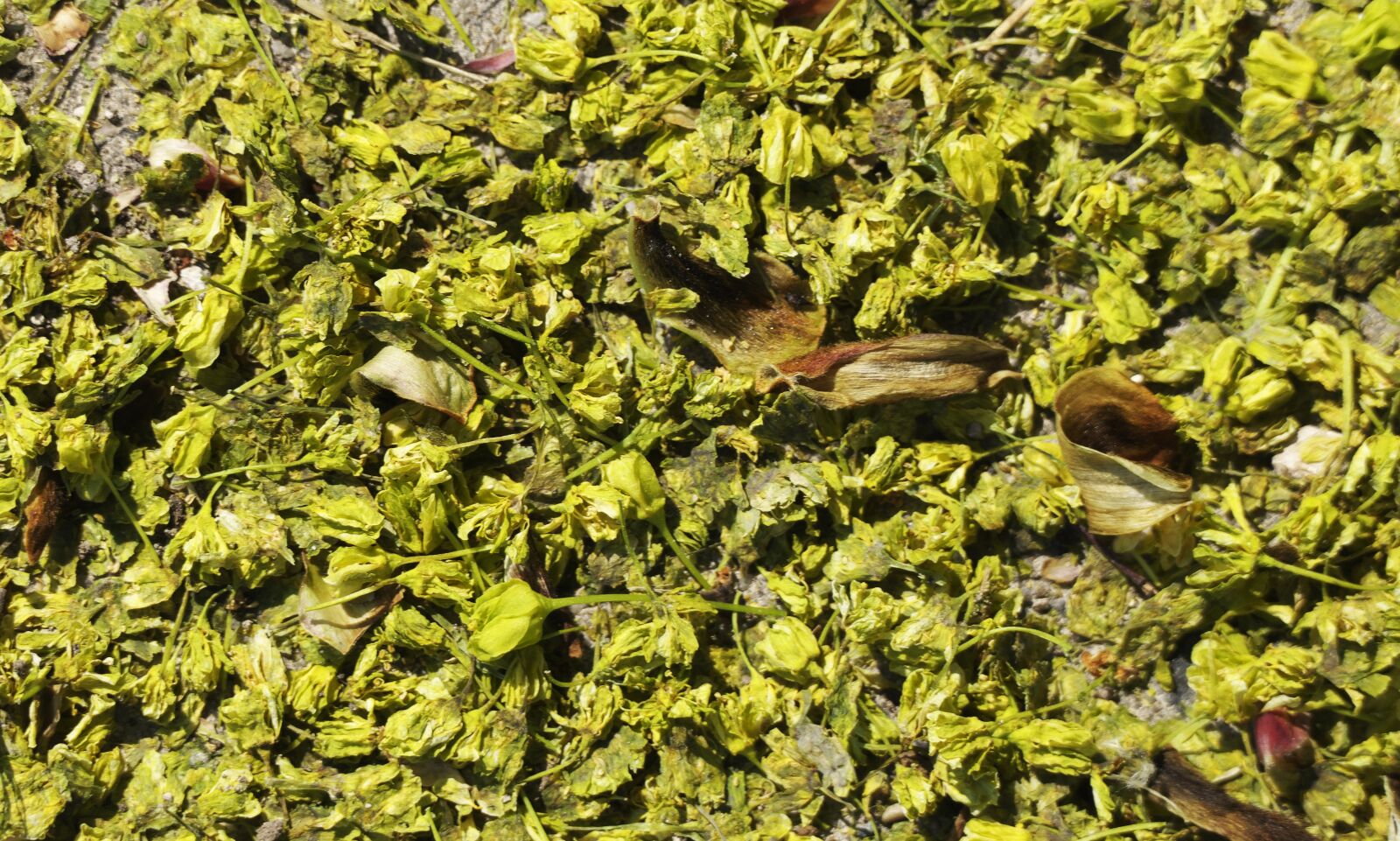 Panasonic Lumix DMC-FZ1000 sample photo. Lime blossom, ground, lying photography