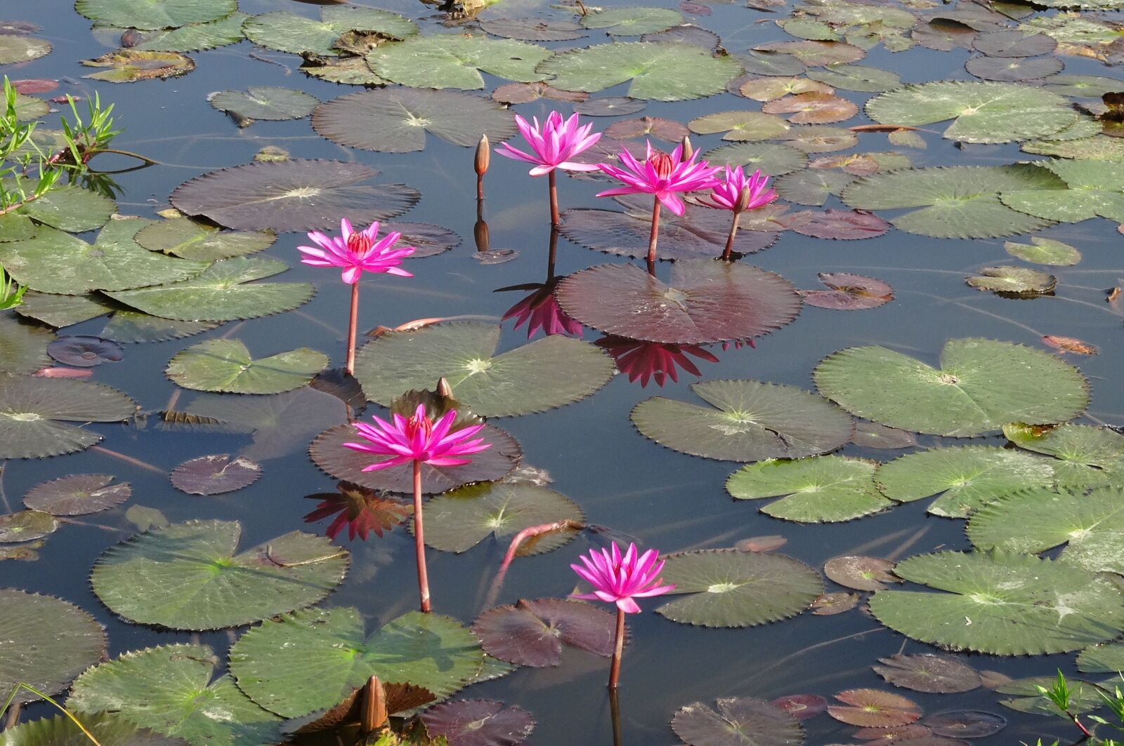 Sony Cyber-shot DSC-HX90V sample photo. Lily, flower, red water photography