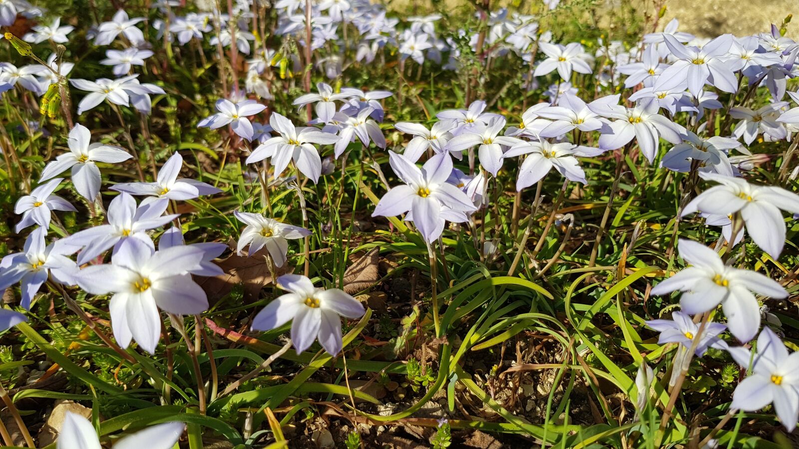 Samsung Galaxy S8 sample photo. Flowers, garden, nature photography