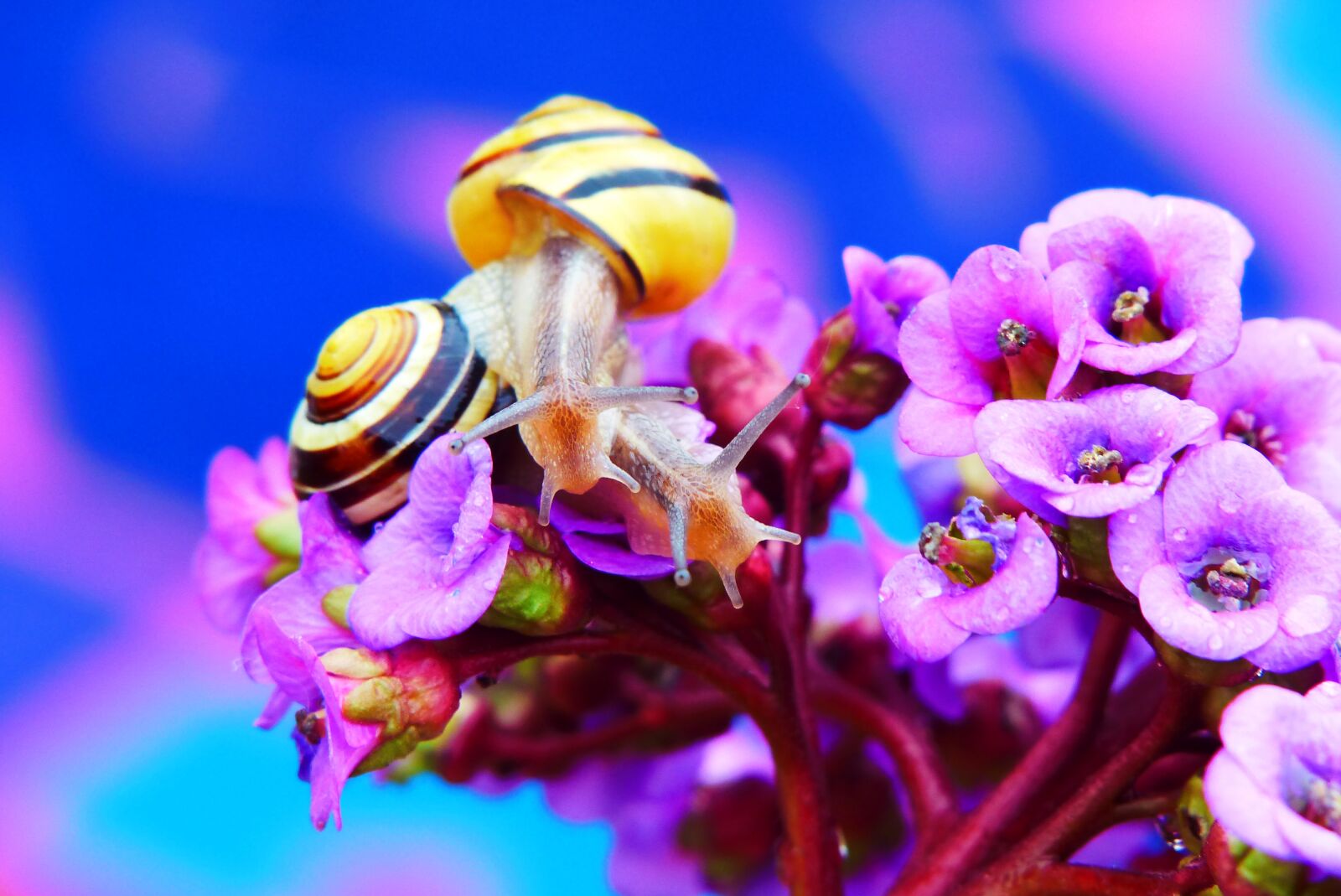 Panasonic Lumix DMC-FZ200 sample photo. Wst yki gajowe, molluscs photography