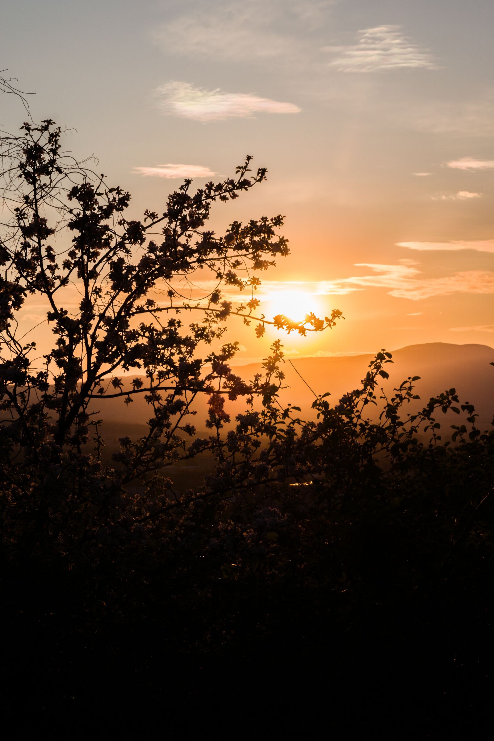 Nikon D5300 sample photo. Sunset, leaf, nature photography
