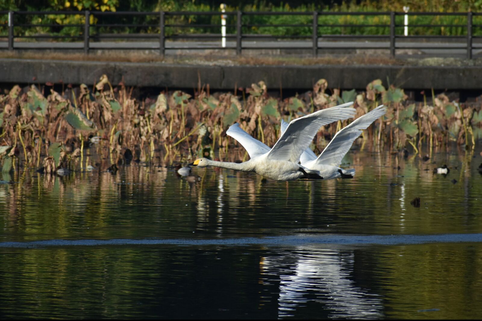 Nikon D7200 sample photo. Animal, lake, waterside photography