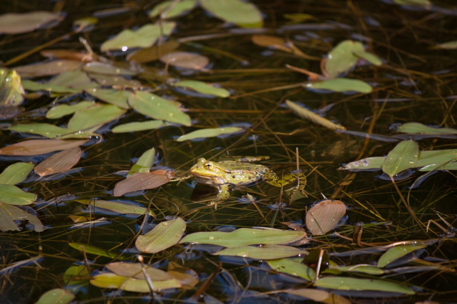 Canon EOS 500D (EOS Rebel T1i / EOS Kiss X3) sample photo. Frog, pond, water photography