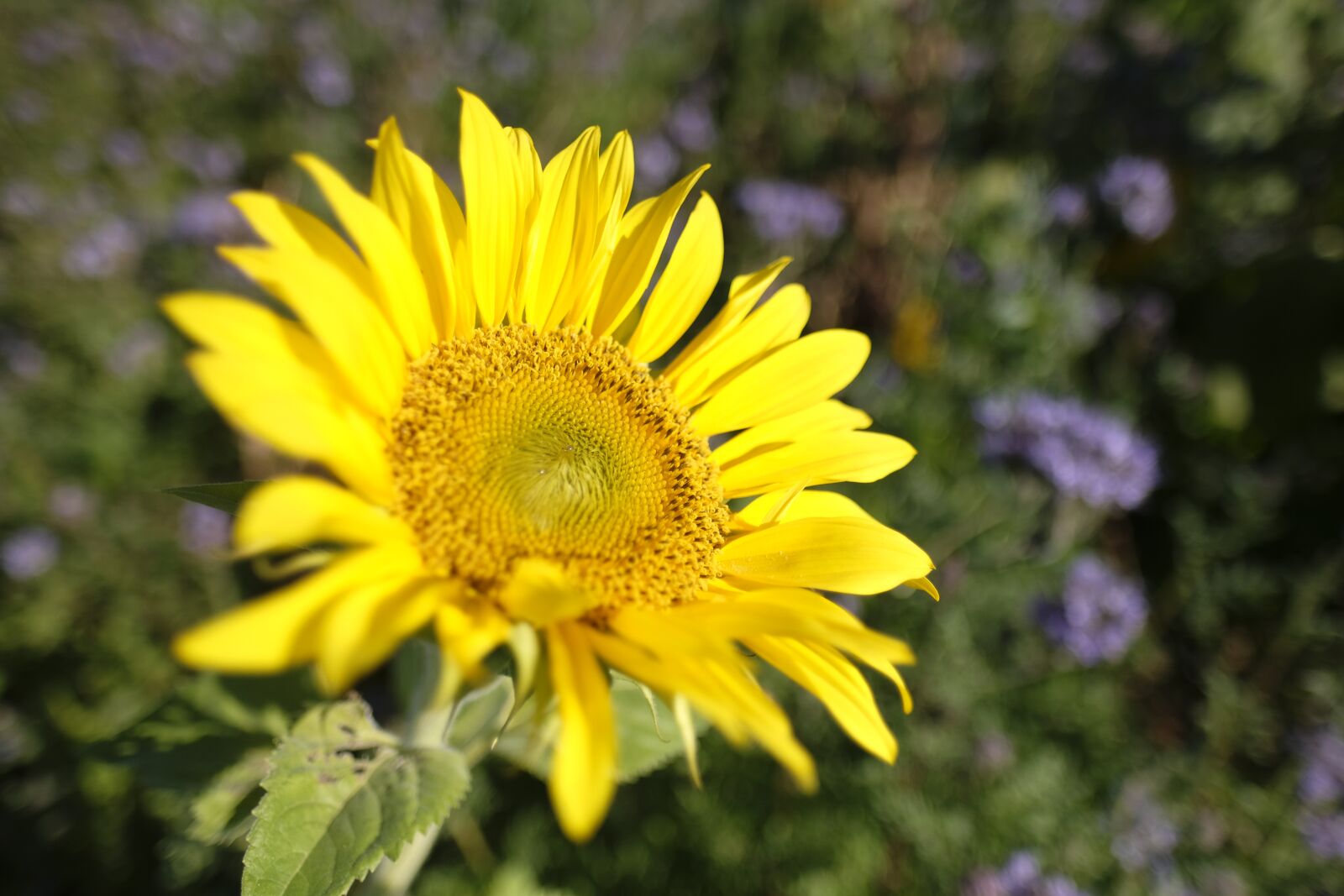 Fujifilm X-T2 + Fujifilm XF 16mm F1.4 R WR sample photo. Sunflower, flower, summer photography