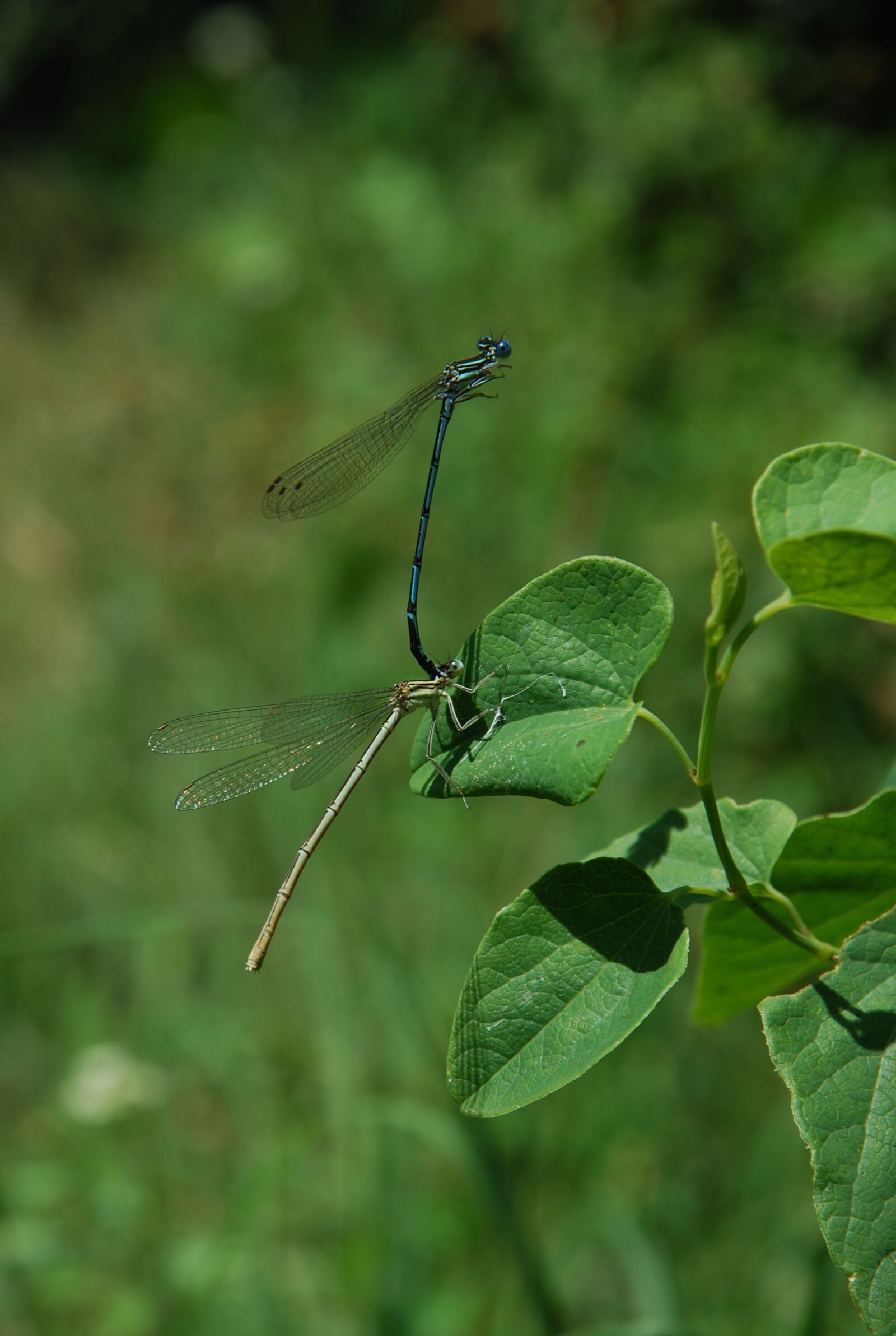 Nikon D80 sample photo. Dragonfly, green, insect photography