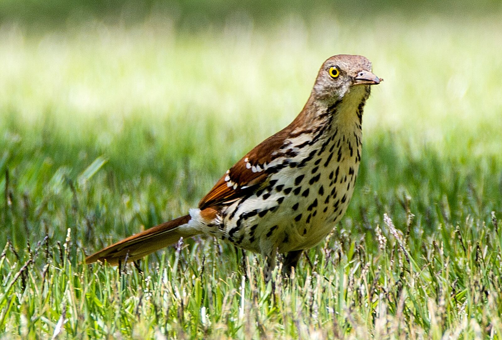 Nikon D610 sample photo. Bird, animal, wildlife photography