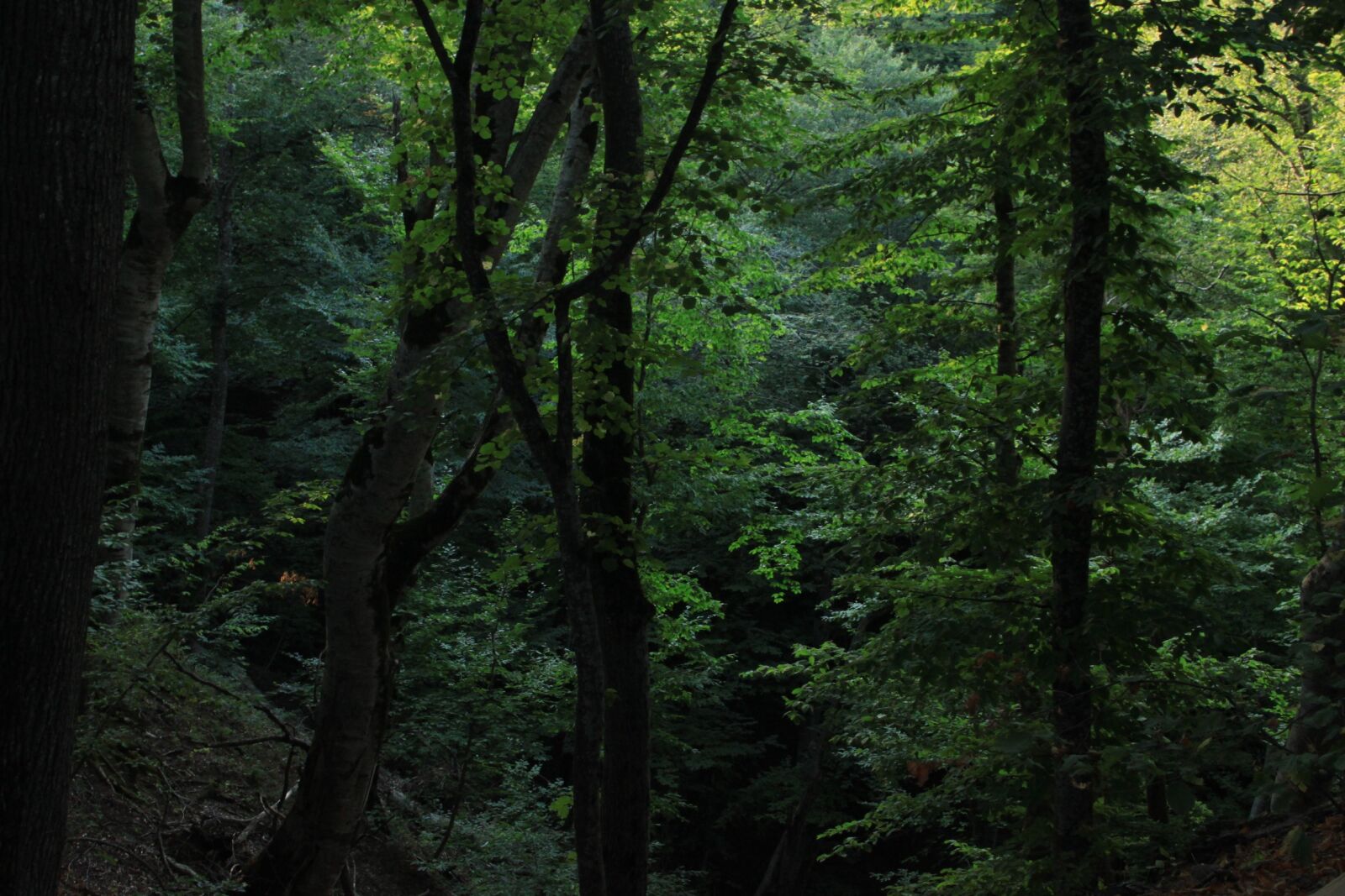 Canon EOS 500D (EOS Rebel T1i / EOS Kiss X3) sample photo. Wood, nature, landscape photography