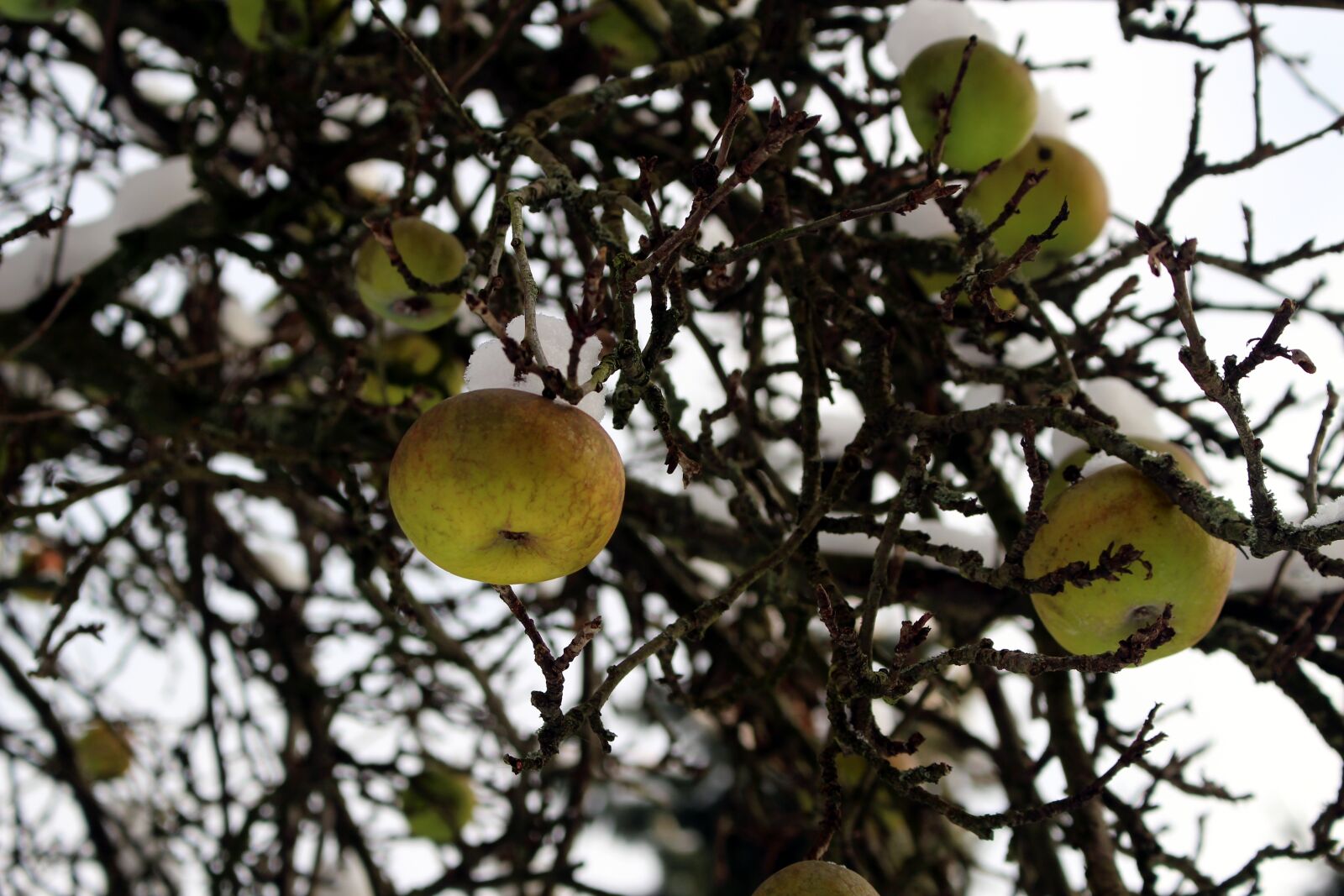 Canon EOS 100D (EOS Rebel SL1 / EOS Kiss X7) sample photo. Apple tree, snow, nature photography