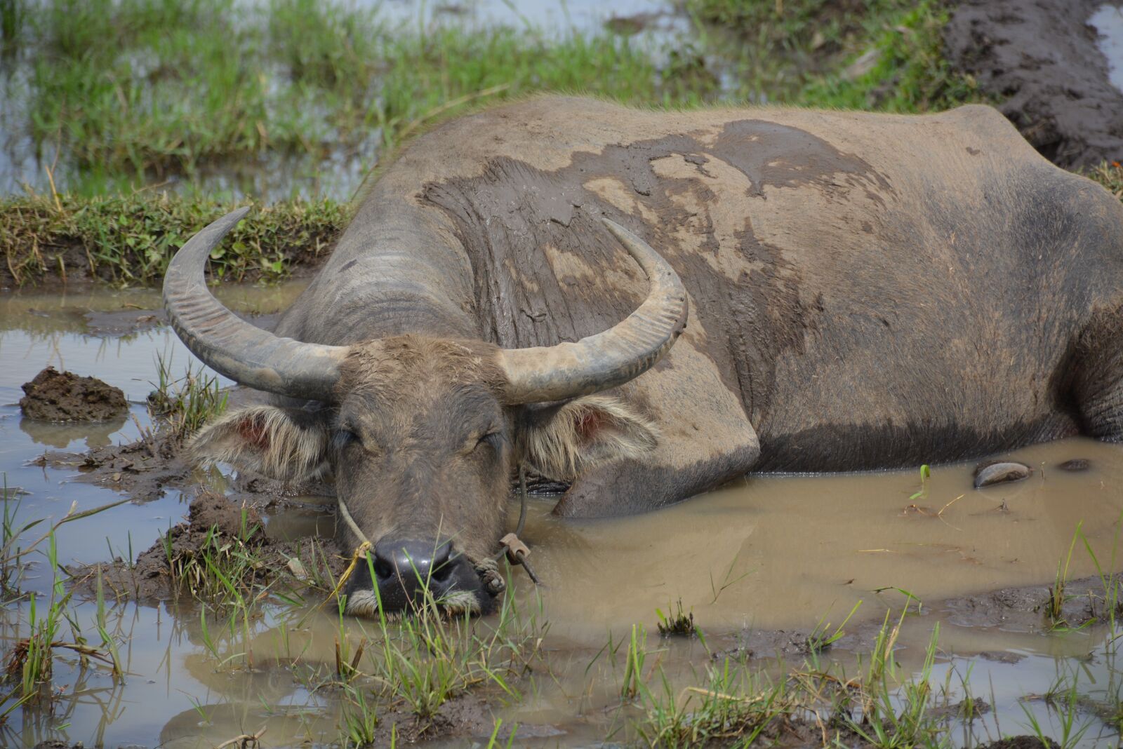 Nikon D5200 sample photo. Buffalo, rice fields, indonesia photography