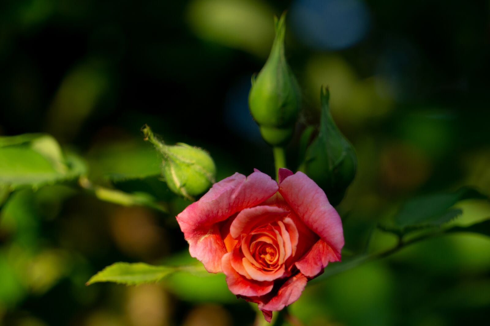 Sony a5100 sample photo. Rose, rosebud, bud photography