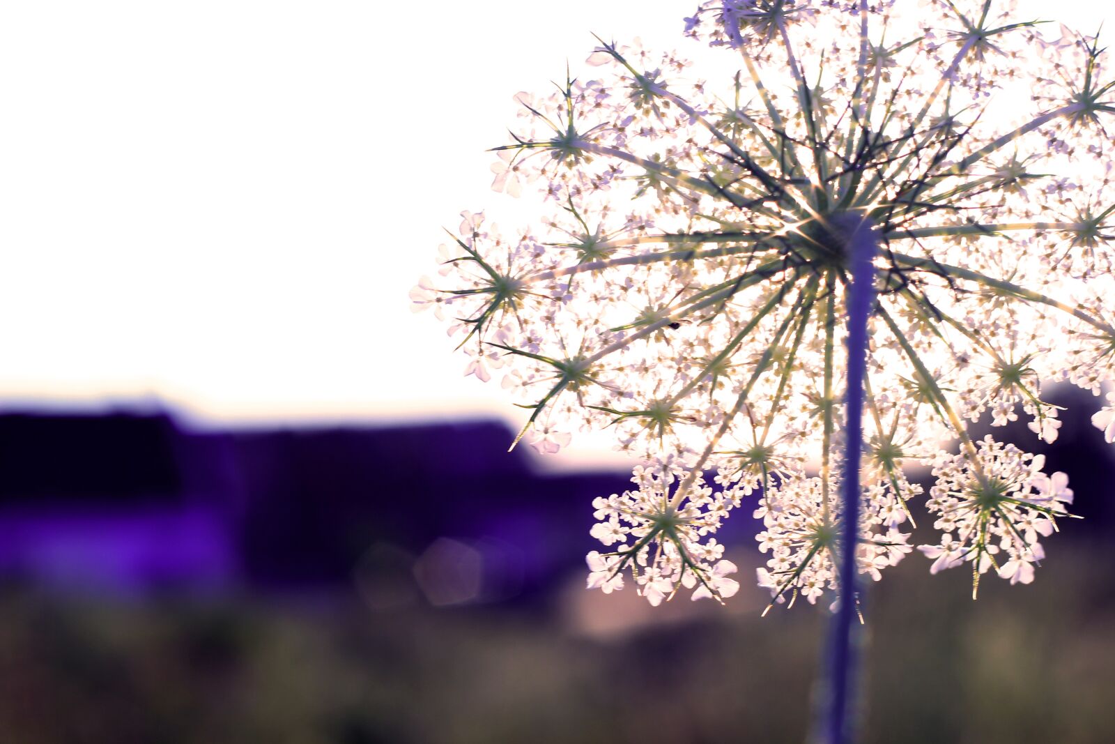 Canon EOS 550D (EOS Rebel T2i / EOS Kiss X4) sample photo. Natura, flowers, meadow photography