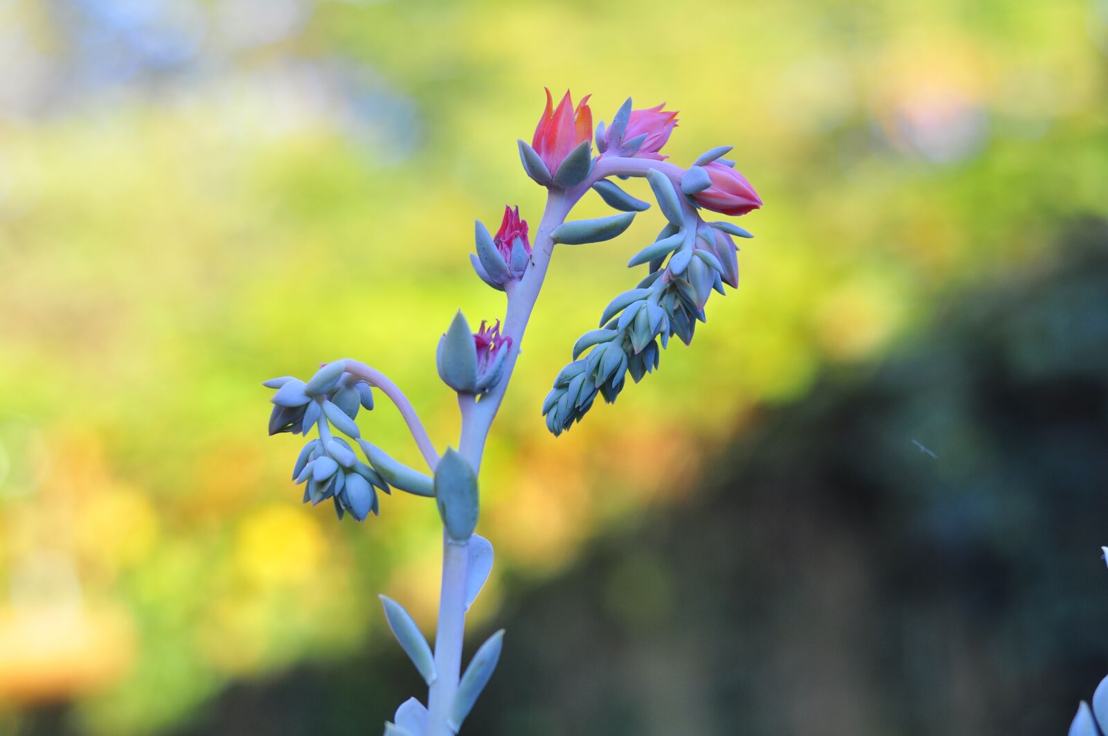 Nikon D90 sample photo. Succulent, echeveria, rosette photography