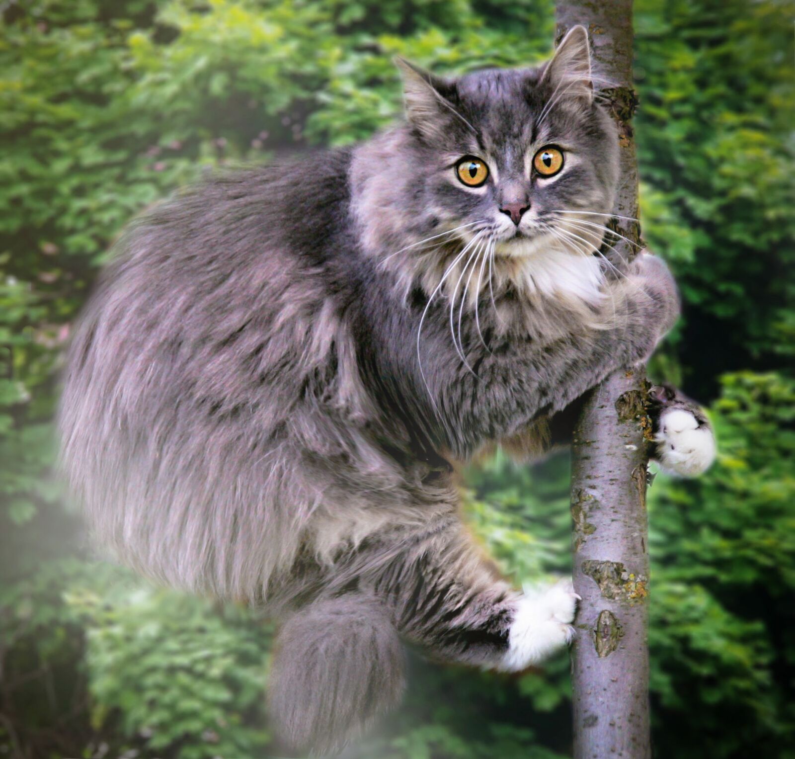Canon EOS 20D sample photo. Cat, animals, nature photography