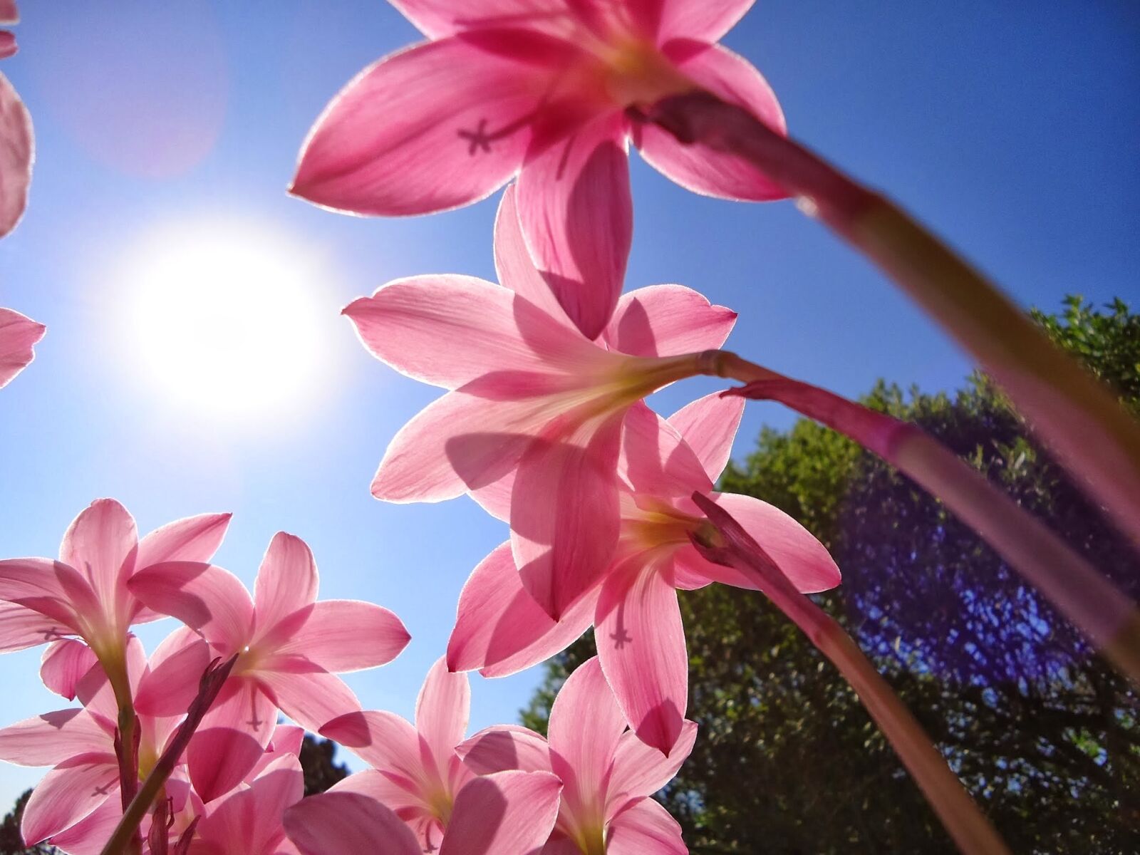 Sony Cyber-shot DSC-W610 sample photo. Flowers, pink flowers, saffron photography