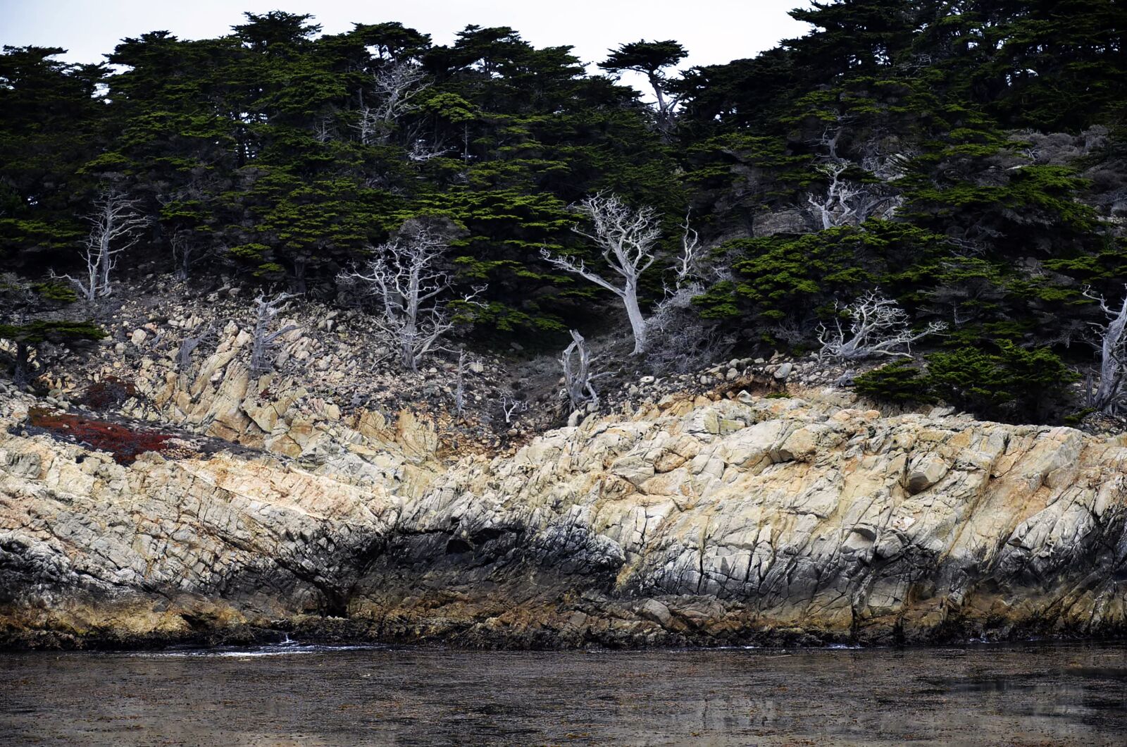 Nikon D7000 sample photo. Big sur, woods, ocean photography