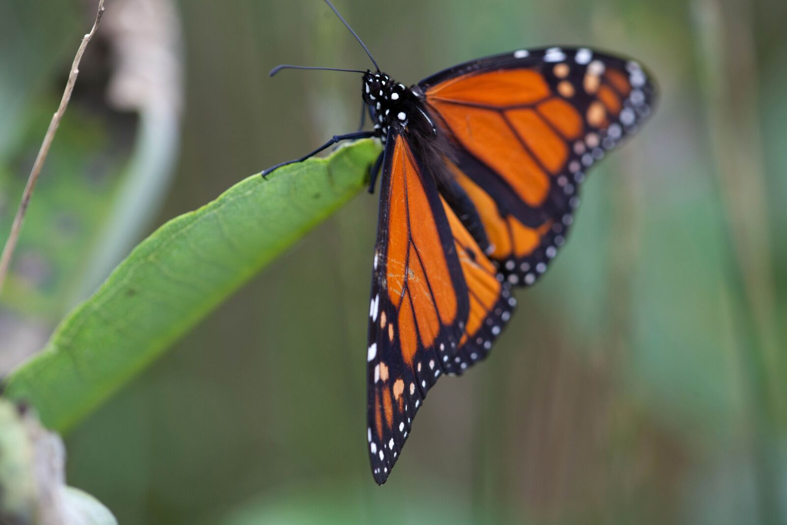 Canon EOS 5D Mark II sample photo. Macro, bug, insect, plant photography