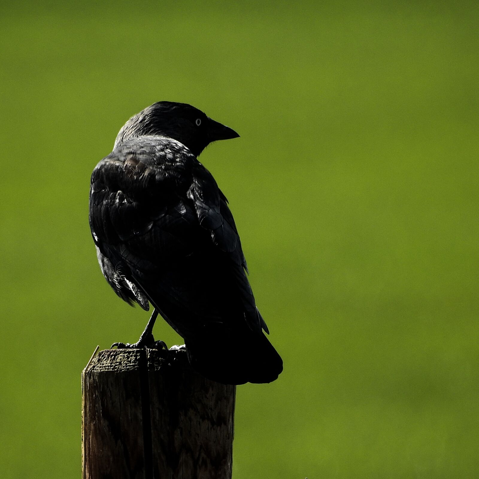 Nikon Coolpix P900 sample photo. Bird, jackdaw, black photography