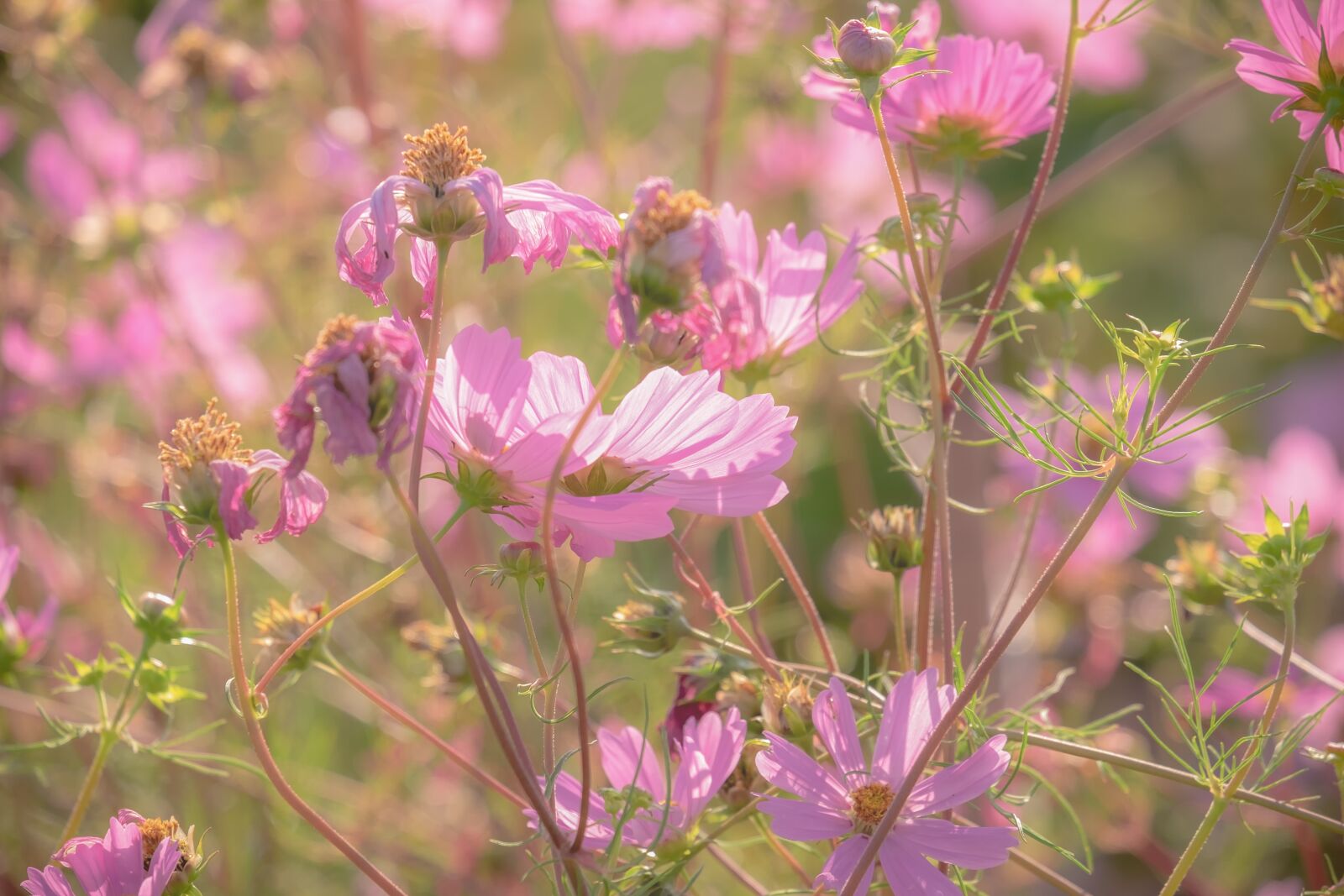 Fujifilm XF 55-200mm F3.5-4.8 R LM OIS sample photo. Cosmea, flowers, bloom photography