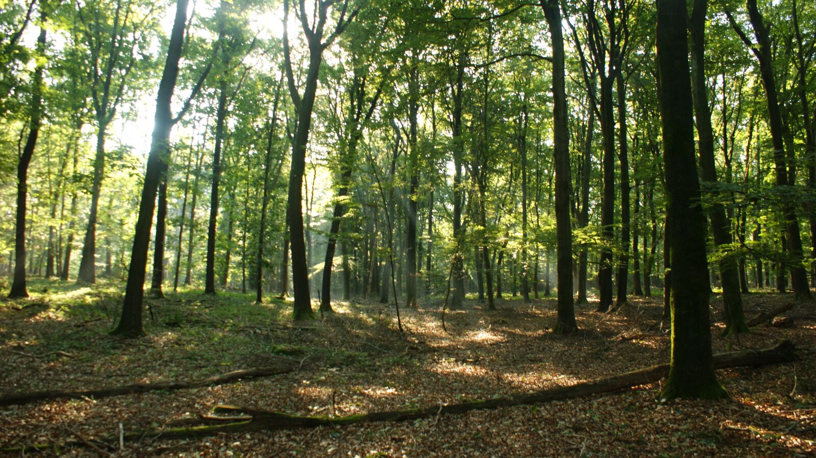 Sony Alpha DSLR-A350 sample photo. Forest, light rays, morning photography