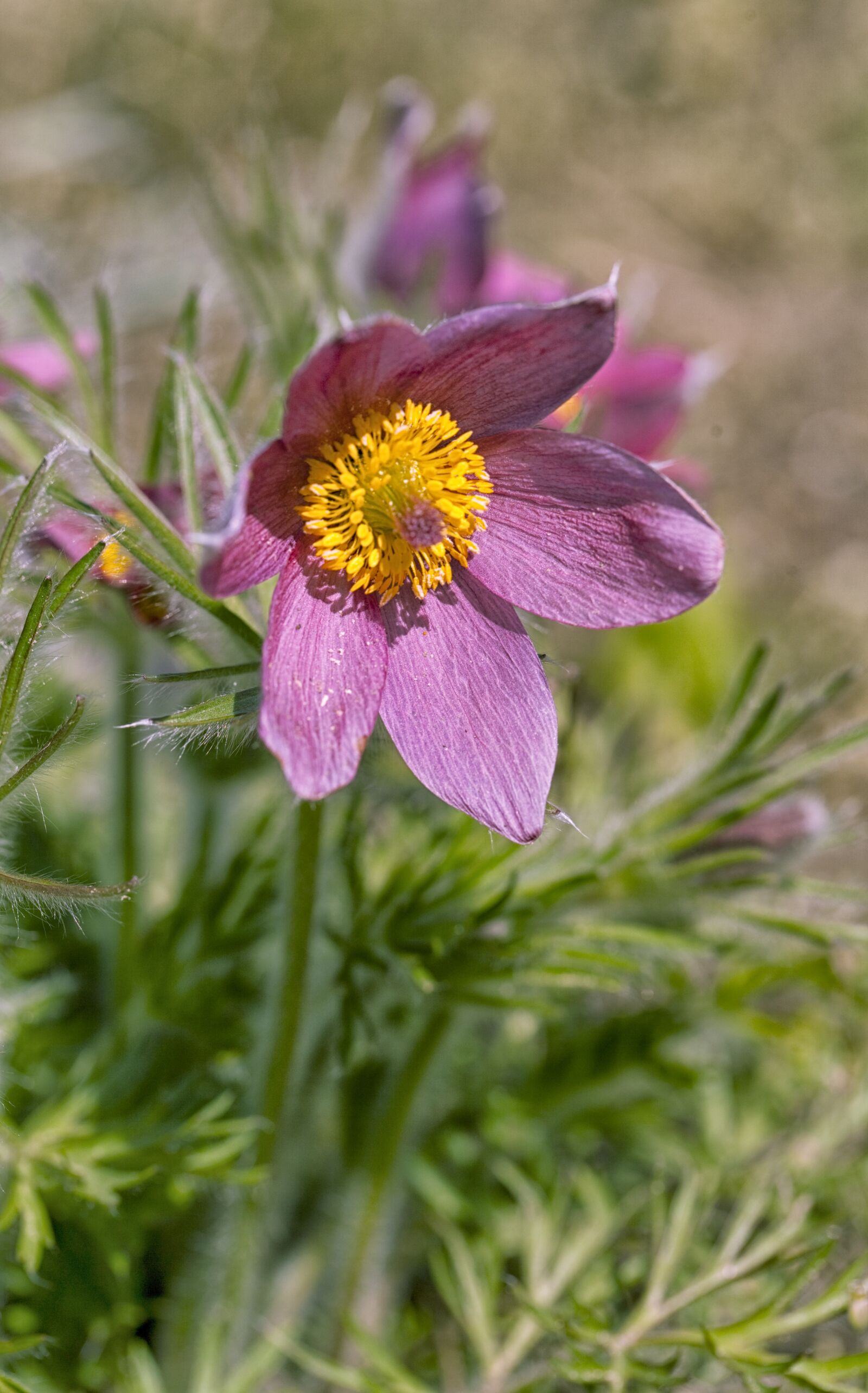 Canon EOS 5D Mark II sample photo. Sasanka, flower, spring photography
