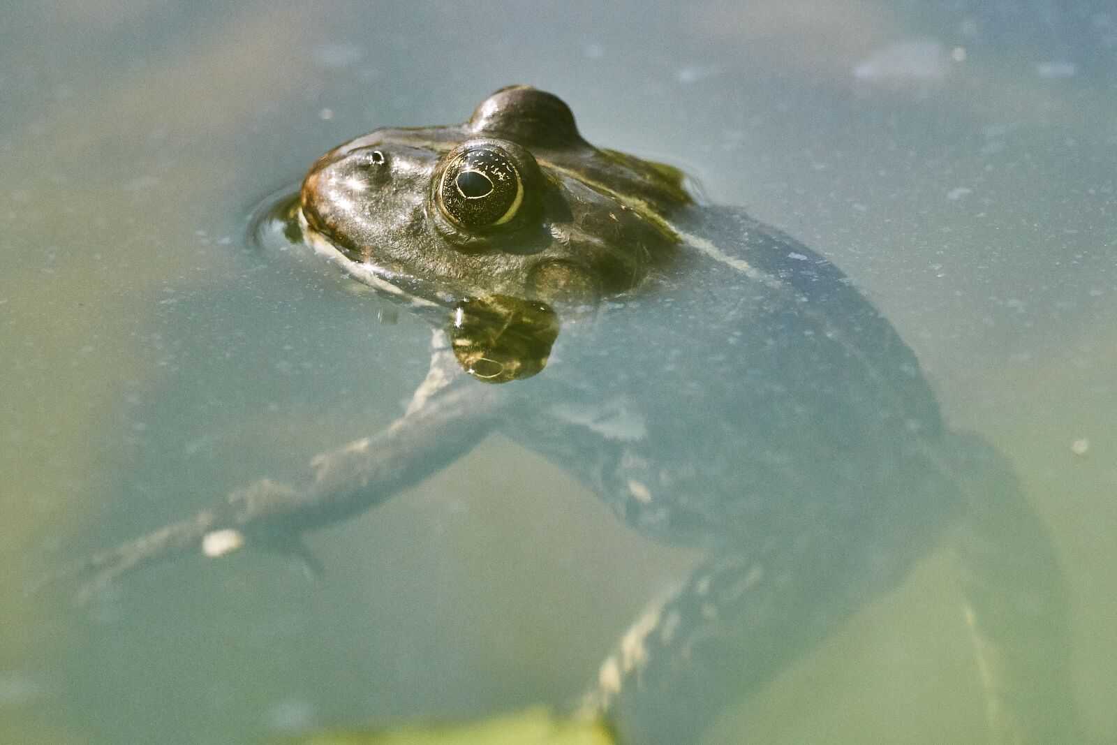 OLYMPUS M.300mm F4.0 sample photo. Frog, pond, green photography
