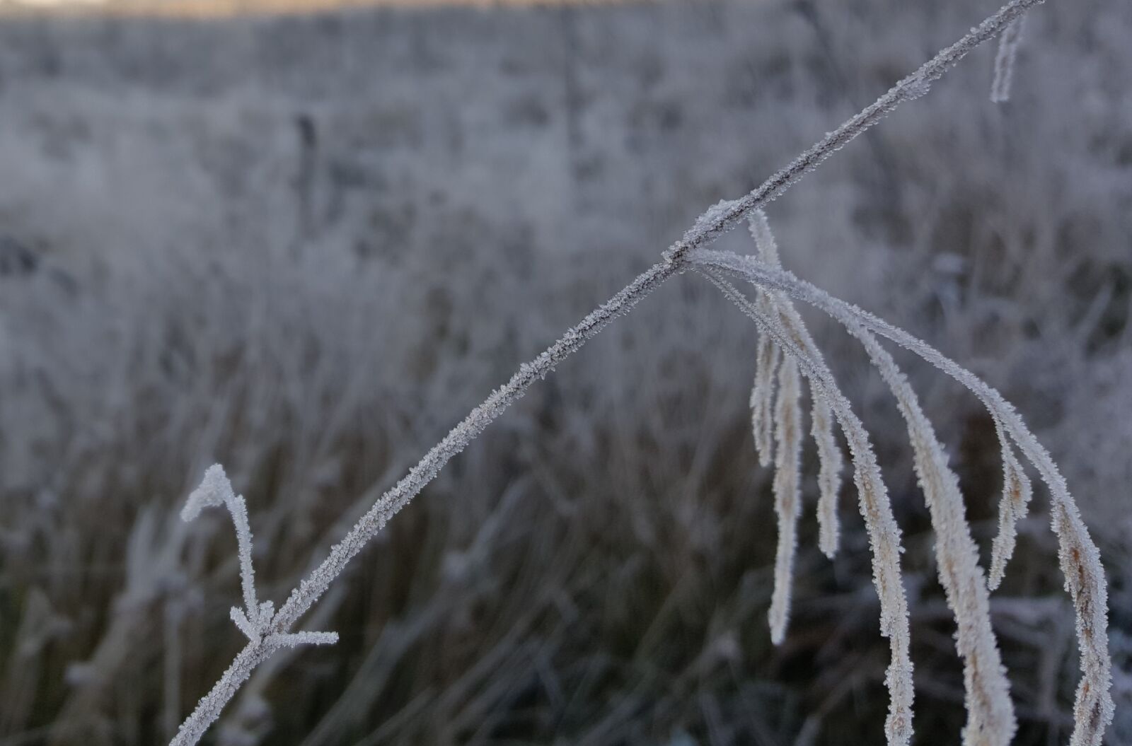 Samsung Galaxy S6 sample photo. Countryside, nature, frozen photography
