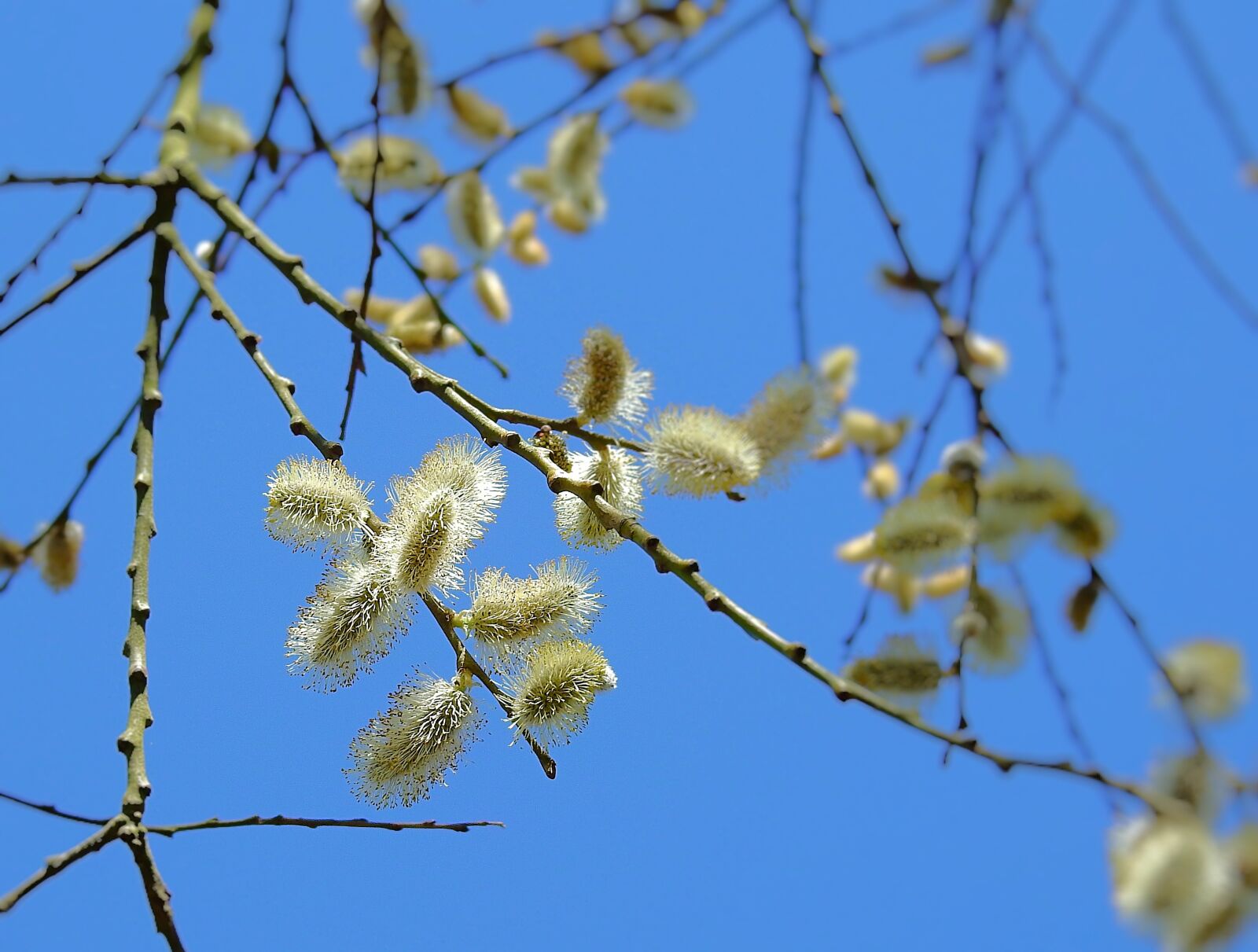 Nikon Coolpix P900 sample photo. The basis of, spring photography