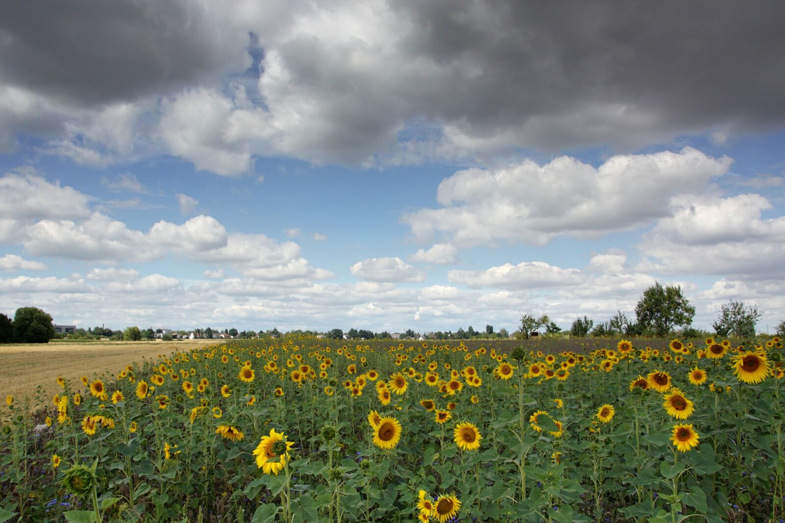 Sony SLT-A68 sample photo. Sunflower, field, enghien photography