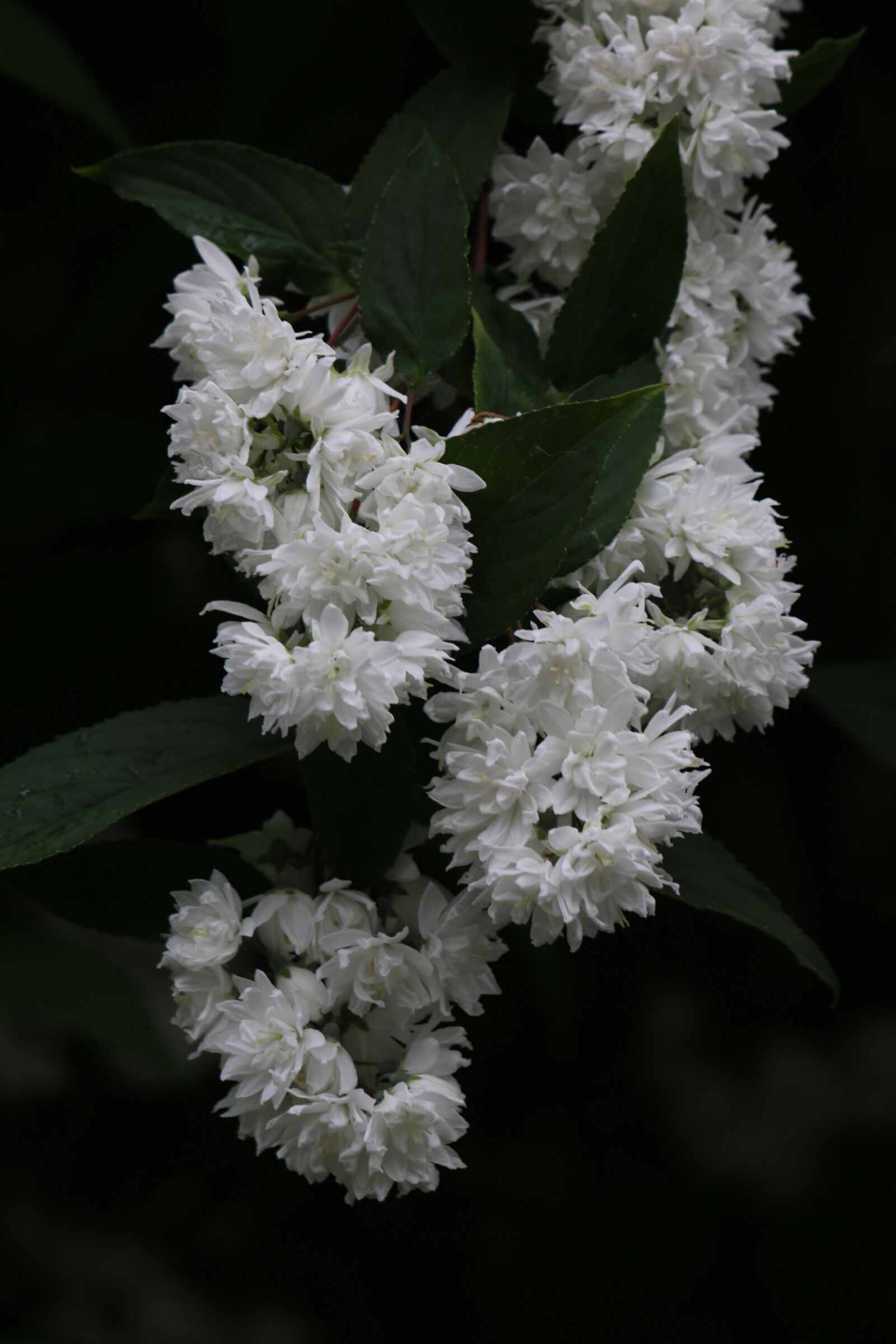 Canon EF 70-300 F4-5.6 IS II USM sample photo. Deutzia, shrub, white flowers photography