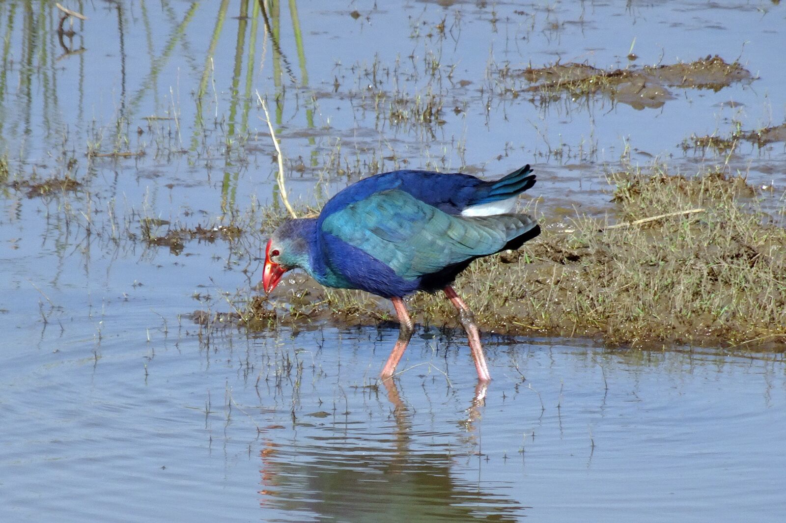 Sony Cyber-shot DSC-HX90V sample photo. Purple swamphen, purple moorhen photography