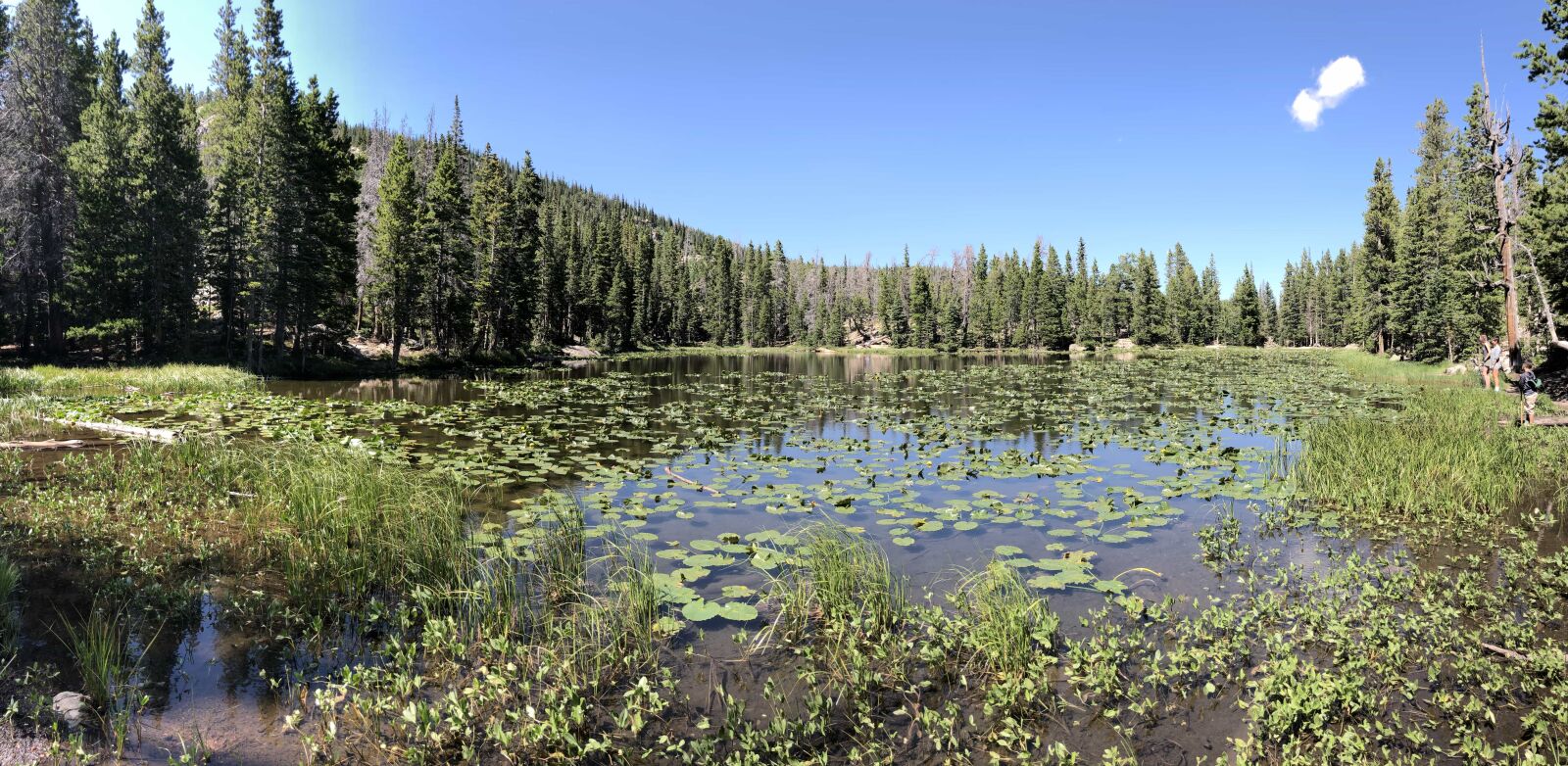 iPhone X back camera 4mm f/1.8 sample photo. Aquatic, aquatic plant, swamp photography