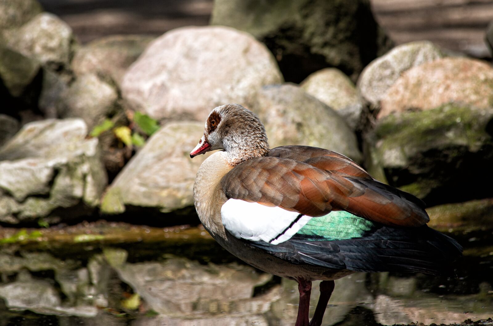 Canon EF 70-300mm F4-5.6 IS USM sample photo. Nilgans, bird, animal photography