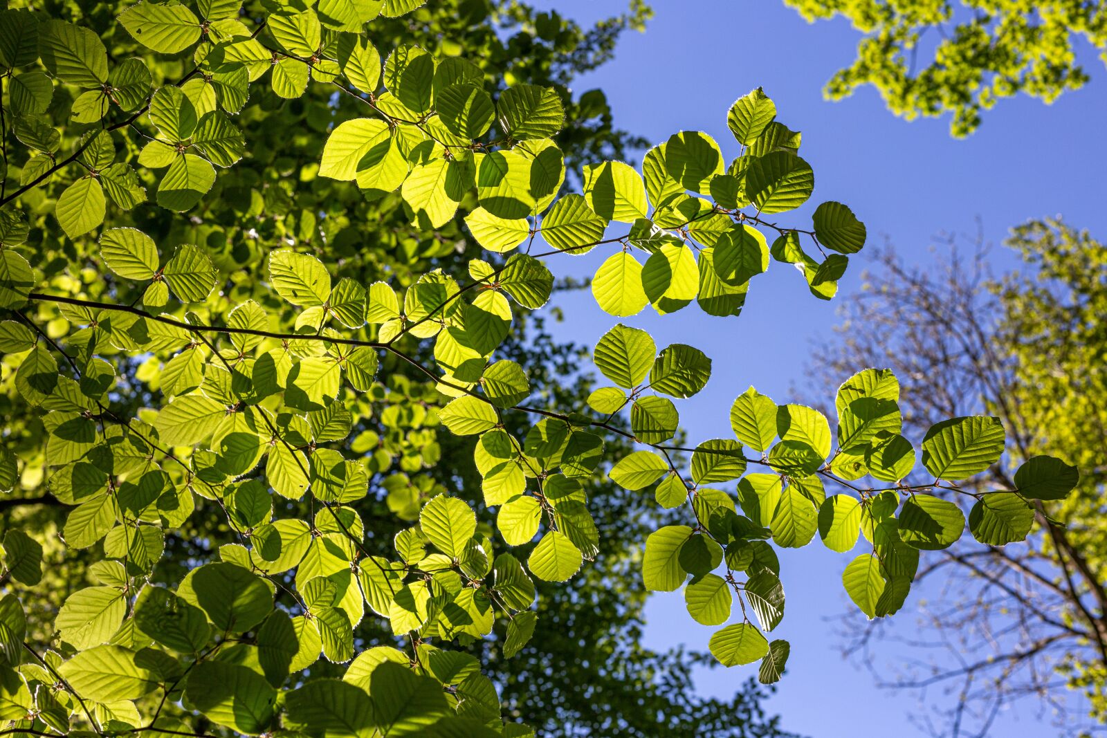 Canon EOS 6D + Canon EF 50mm F1.8 STM sample photo. Leaves, forest, beech photography