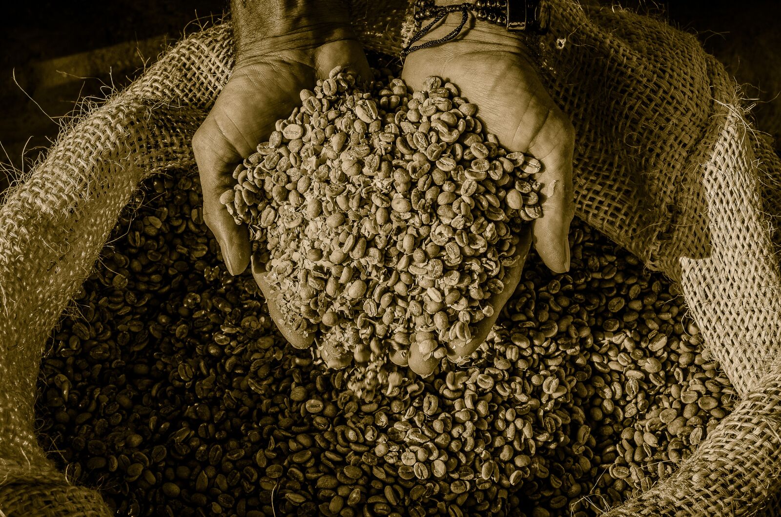 Nikon D7000 sample photo. Coffee, harvest, agriculture photography