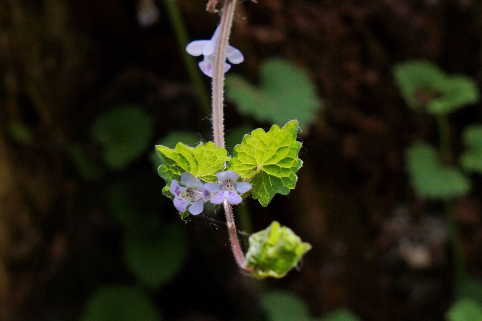 Sony Alpha a5000 (ILCE 5000) + Sony E 55-210mm F4.5-6.3 OSS sample photo. Long bottle bush flower photography