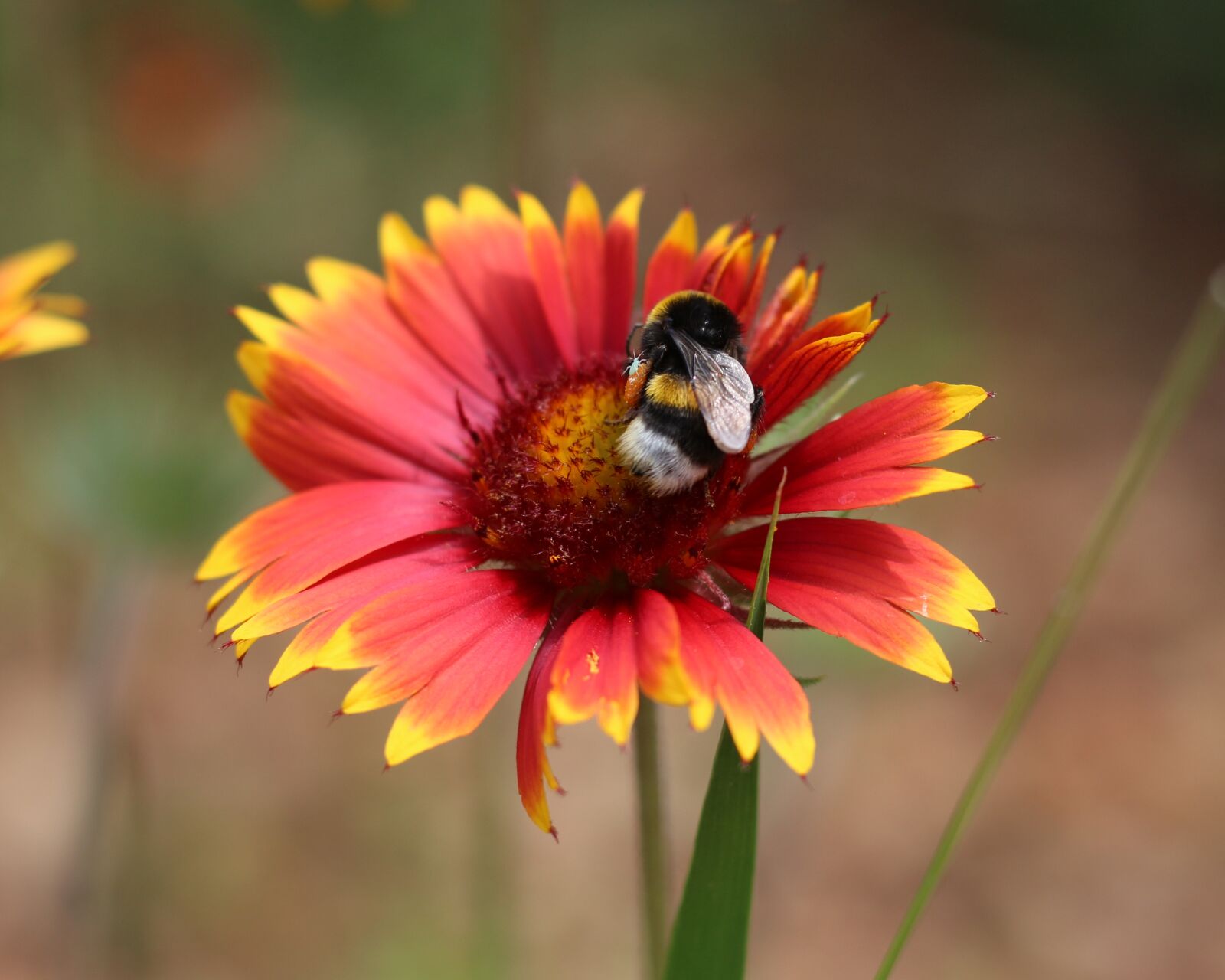 Canon EOS 700D (EOS Rebel T5i / EOS Kiss X7i) sample photo. Firewheel, blanket flower, colorful photography